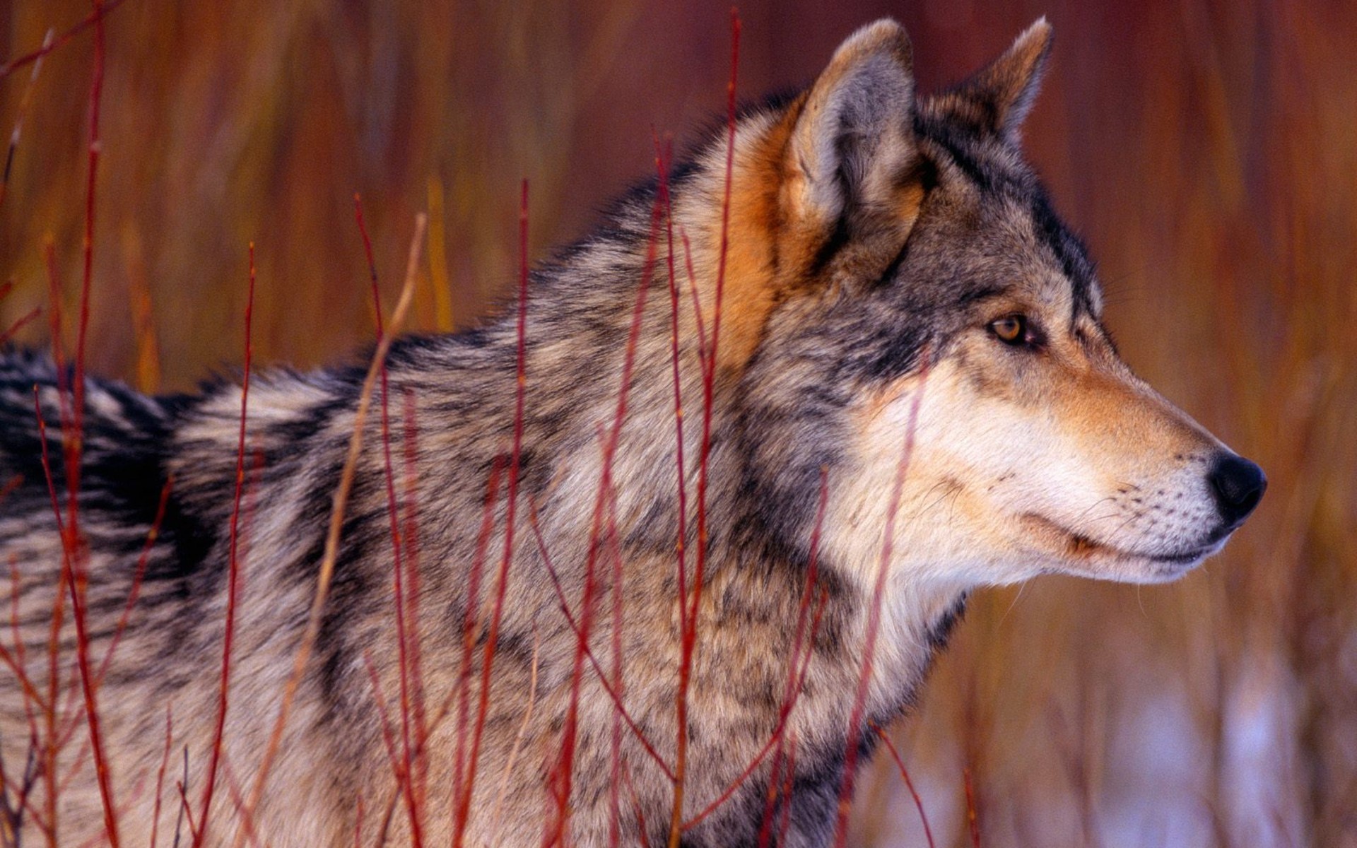 Descarga gratuita de fondo de pantalla para móvil de Wolves, Lobo, Animales.