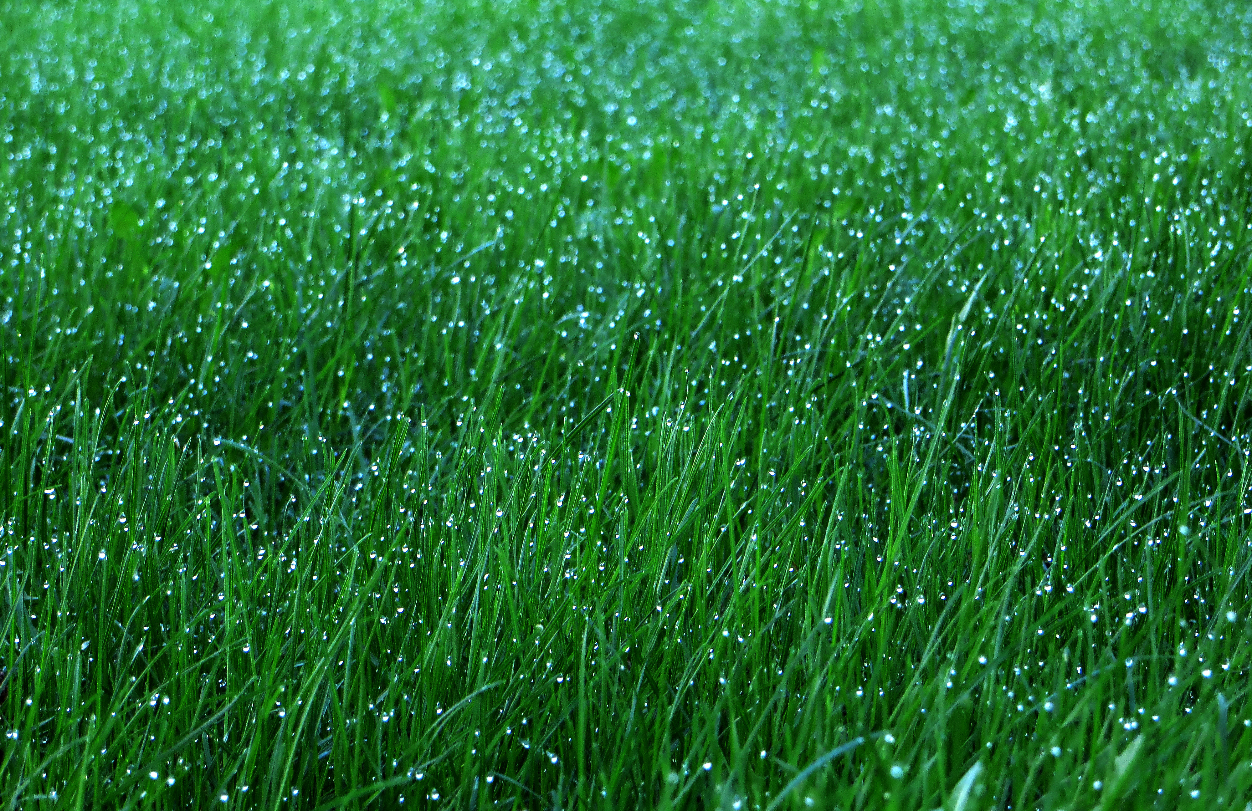 Free download wallpaper Grass, Macro, Dew, Nature, Drops on your PC desktop