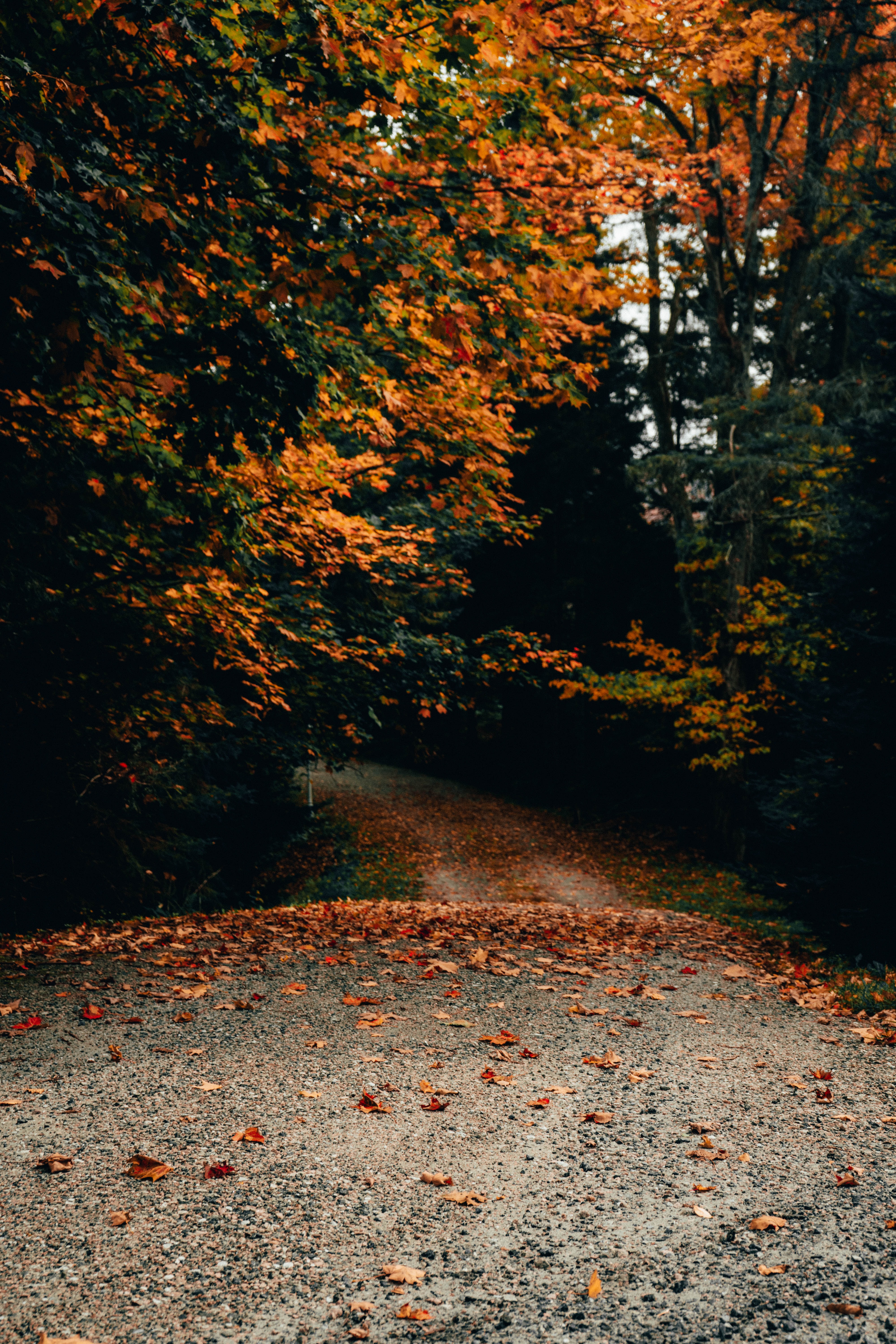 nature, trees, autumn, road, fallen leaves
