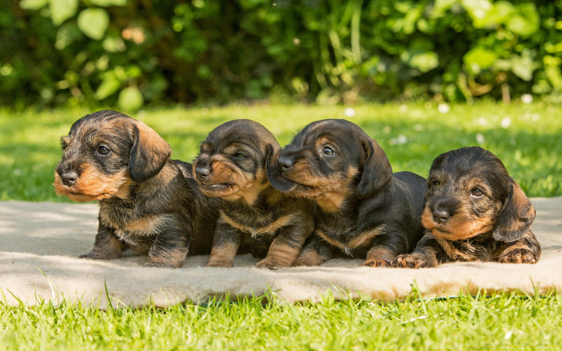 Handy-Wallpaper Welpen, Hunde, Tiere kostenlos herunterladen.