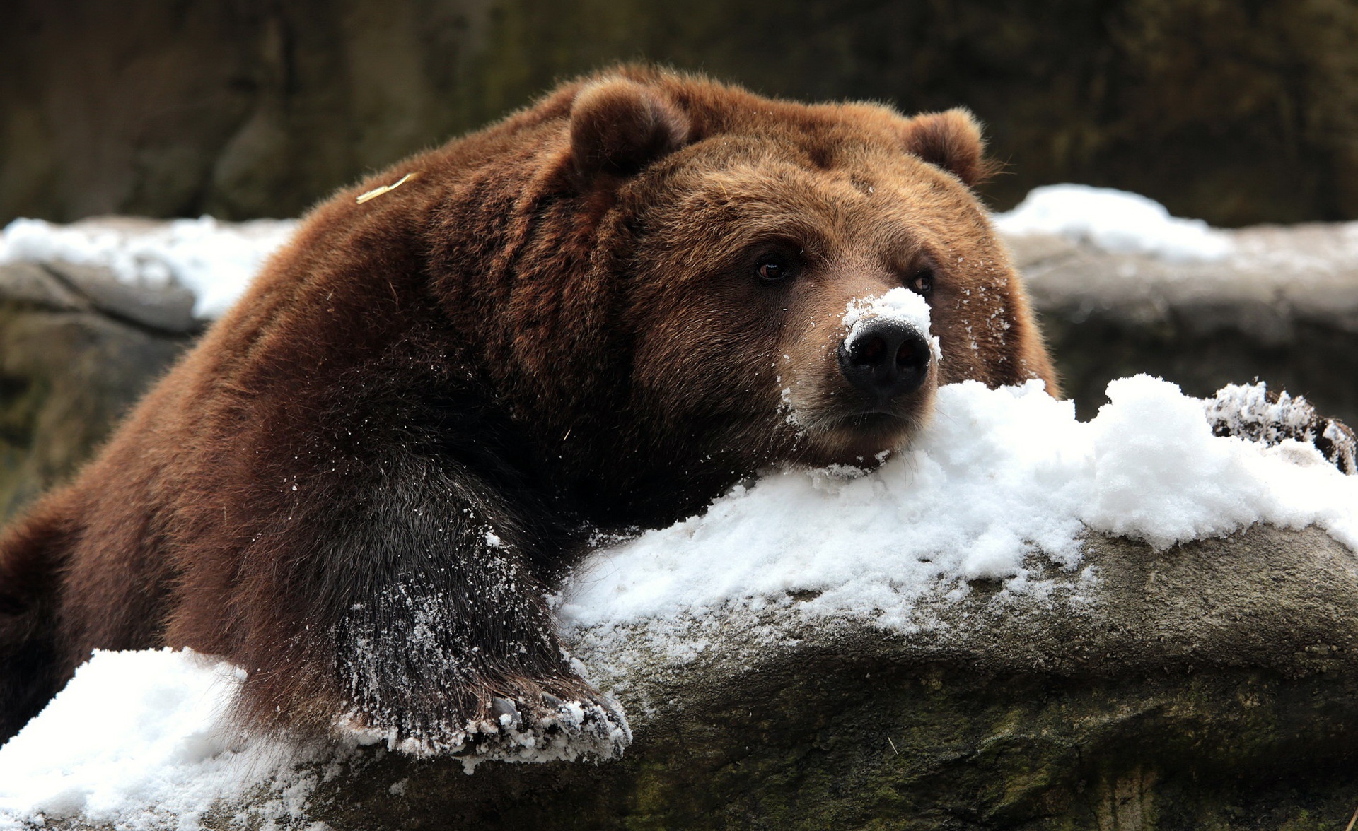 Скачати мобільні шпалери Сніг, Ведмеді, Ведмідь, Тварина, Відпочиває безкоштовно.