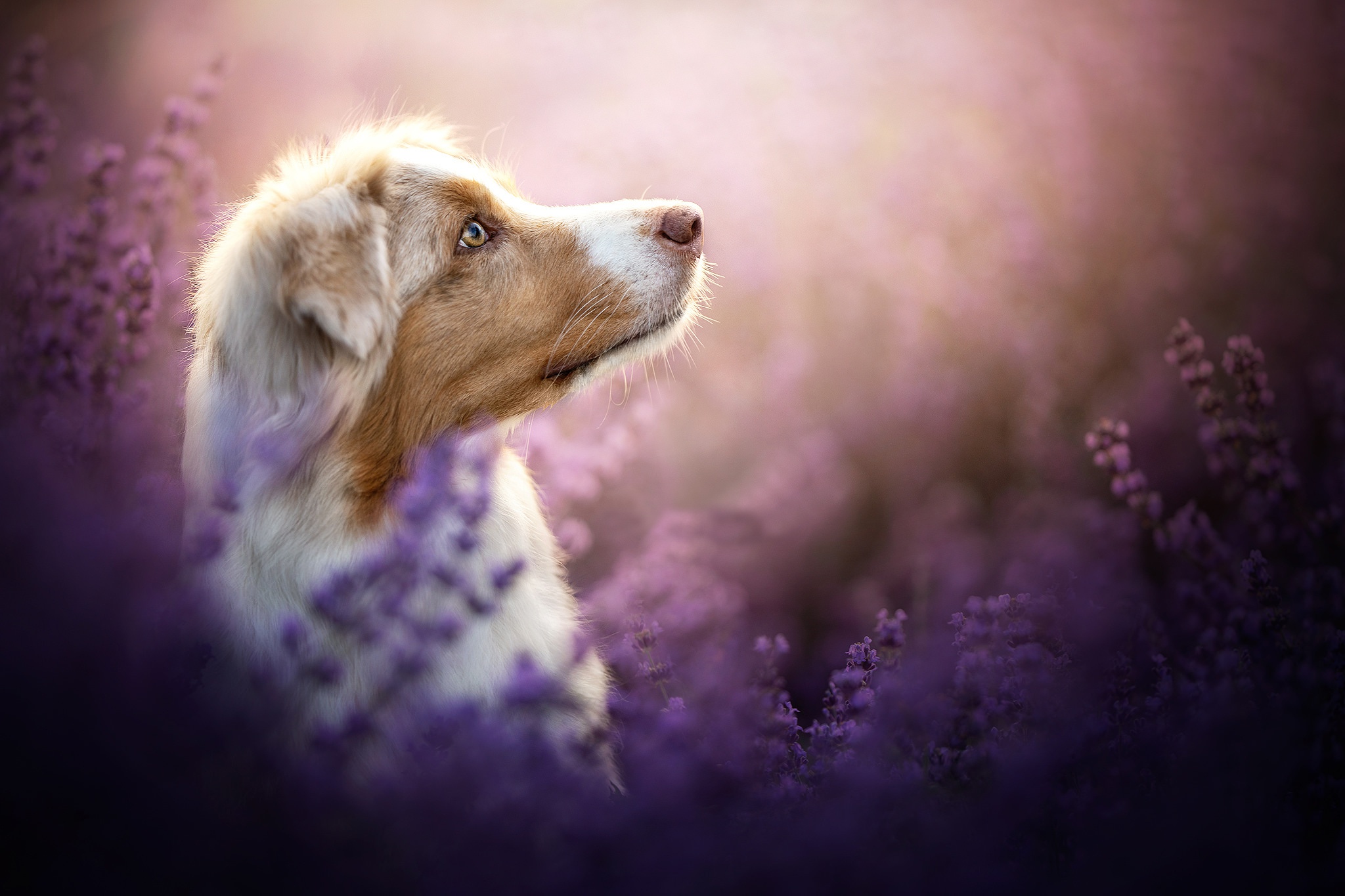 Free download wallpaper Dogs, Heather, Dog, Animal, Australian Shepherd on your PC desktop