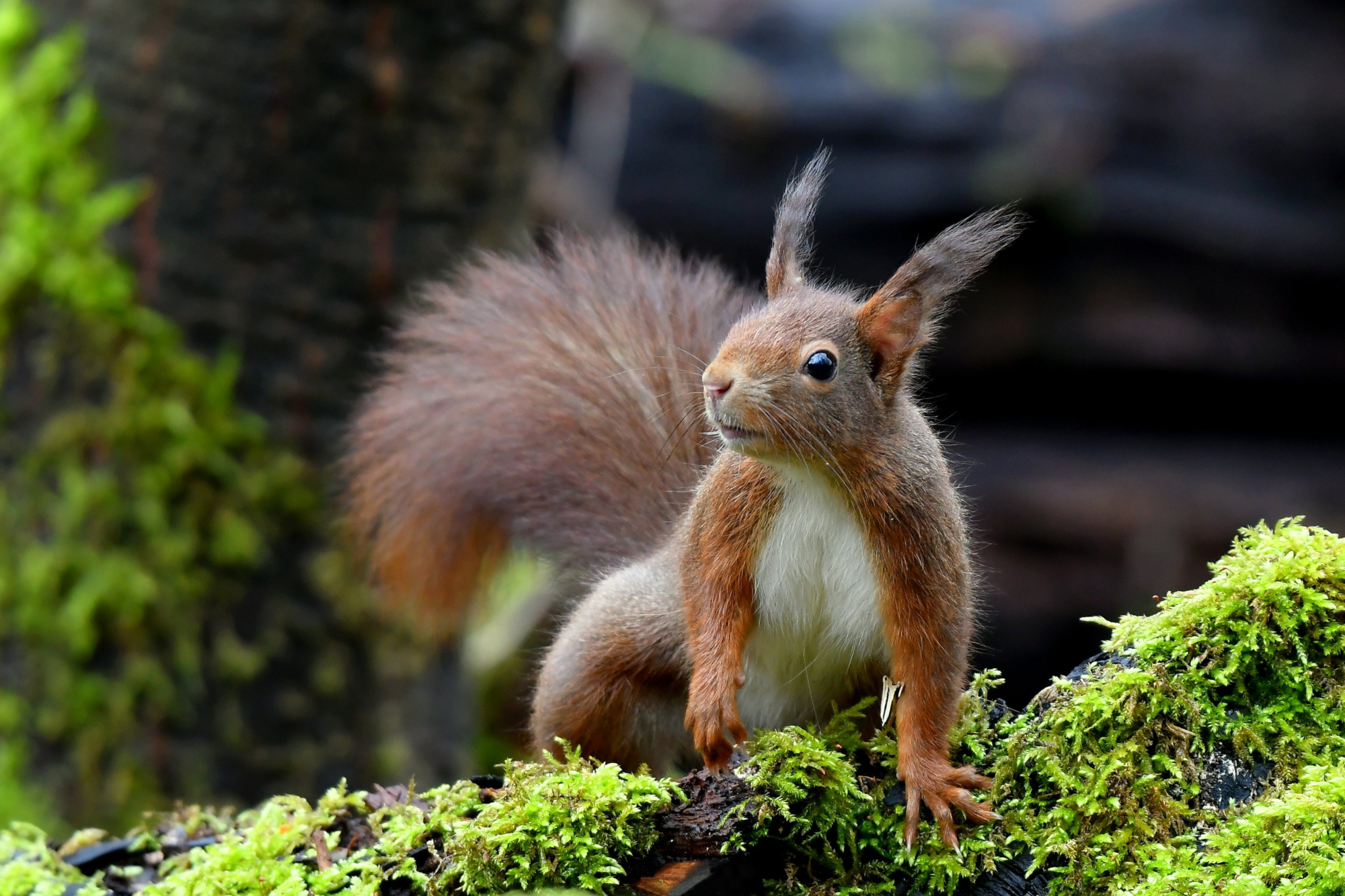 Download mobile wallpaper Squirrel, Animal for free.