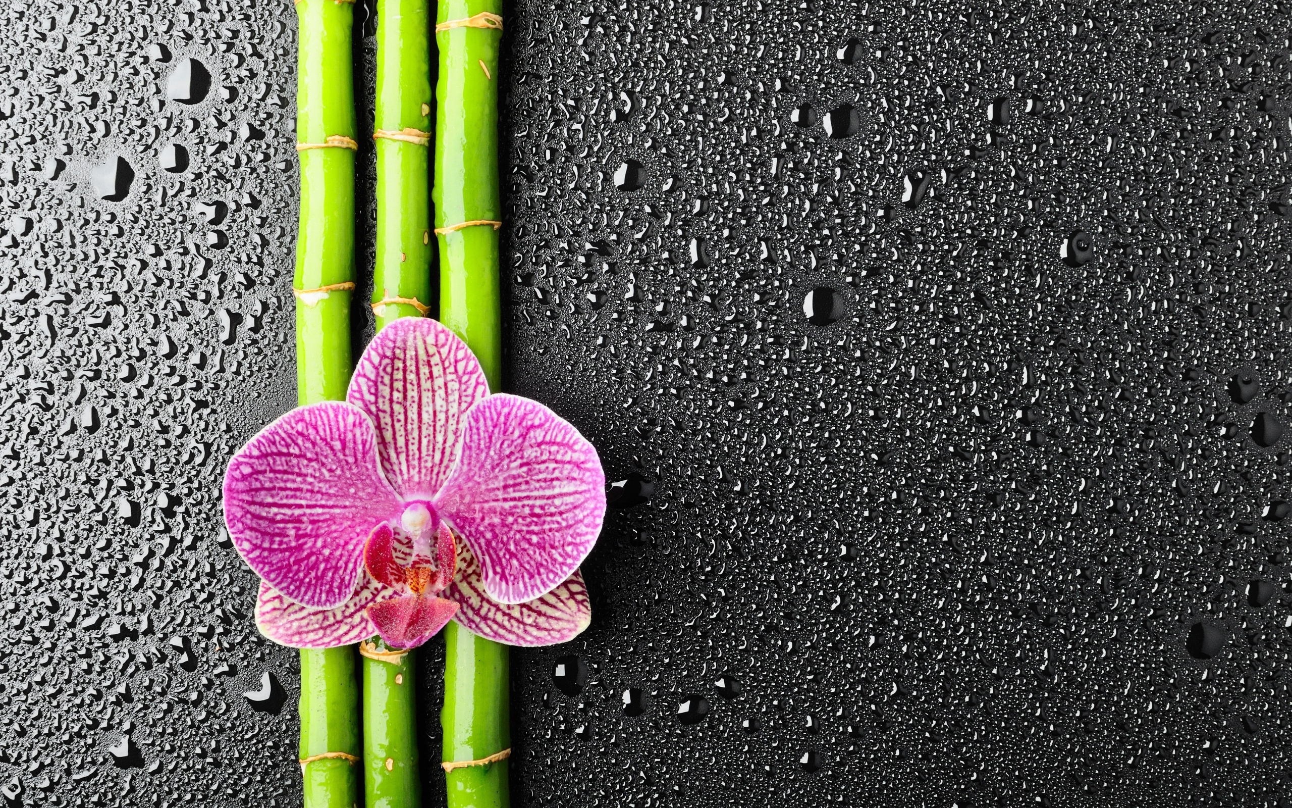 Handy-Wallpaper Orchidee, Wassertropfen, Blumen, Blume, Erde/natur kostenlos herunterladen.