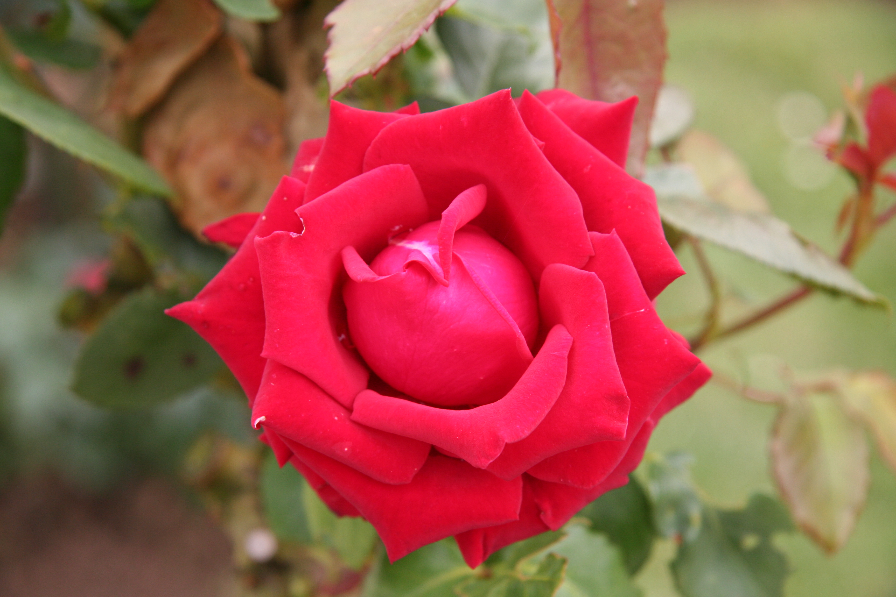 Téléchargez gratuitement l'image Fleurs, Rose, Terre/nature sur le bureau de votre PC