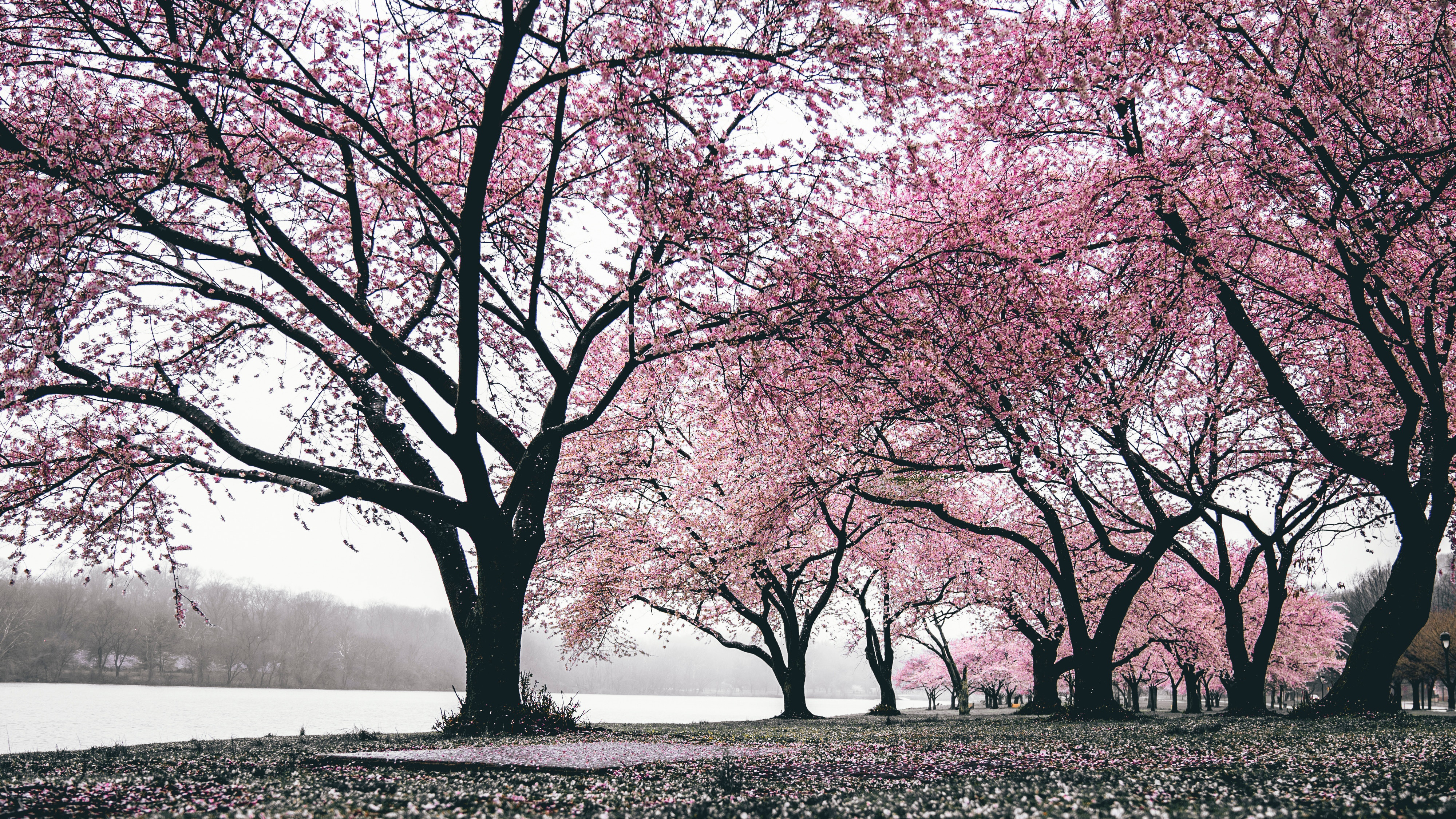 Téléchargez des papiers peints mobile Sakura, Parc, Arbre, Floraison, Printemps, Photographie gratuitement.