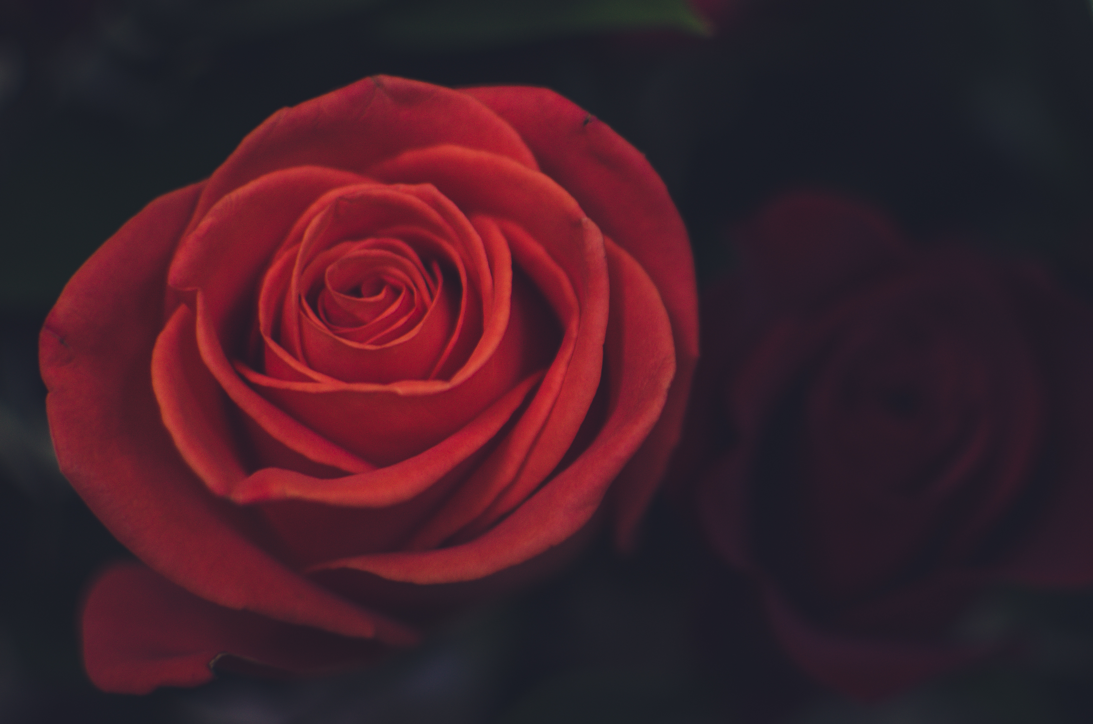 PCデスクトップにつぼみ, 蕾, 赤い, 薔薇, 花びら, バラの花, フラワーズ画像を無料でダウンロード