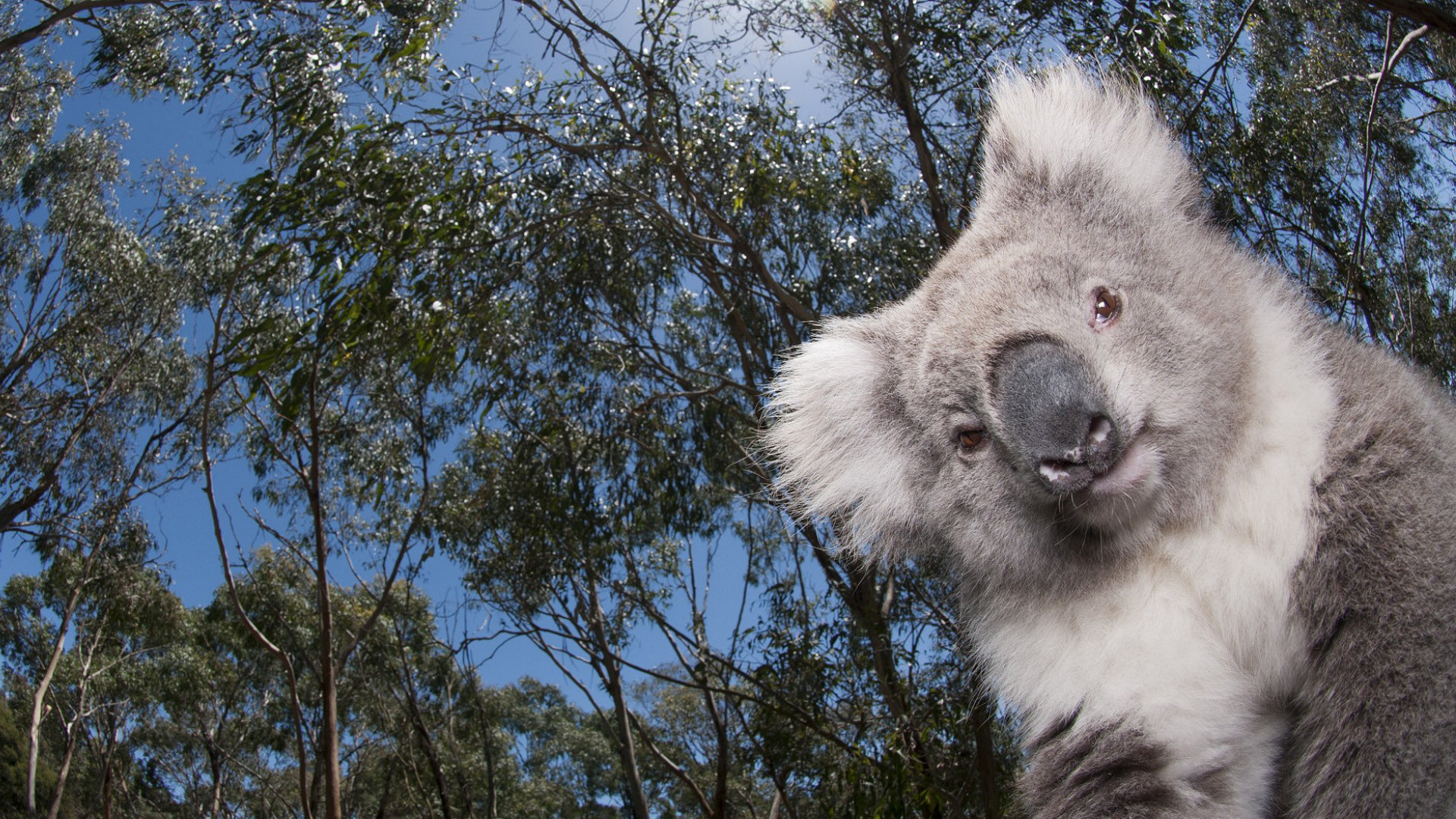 526225 скачать картинку коала, животные - обои и заставки бесплатно