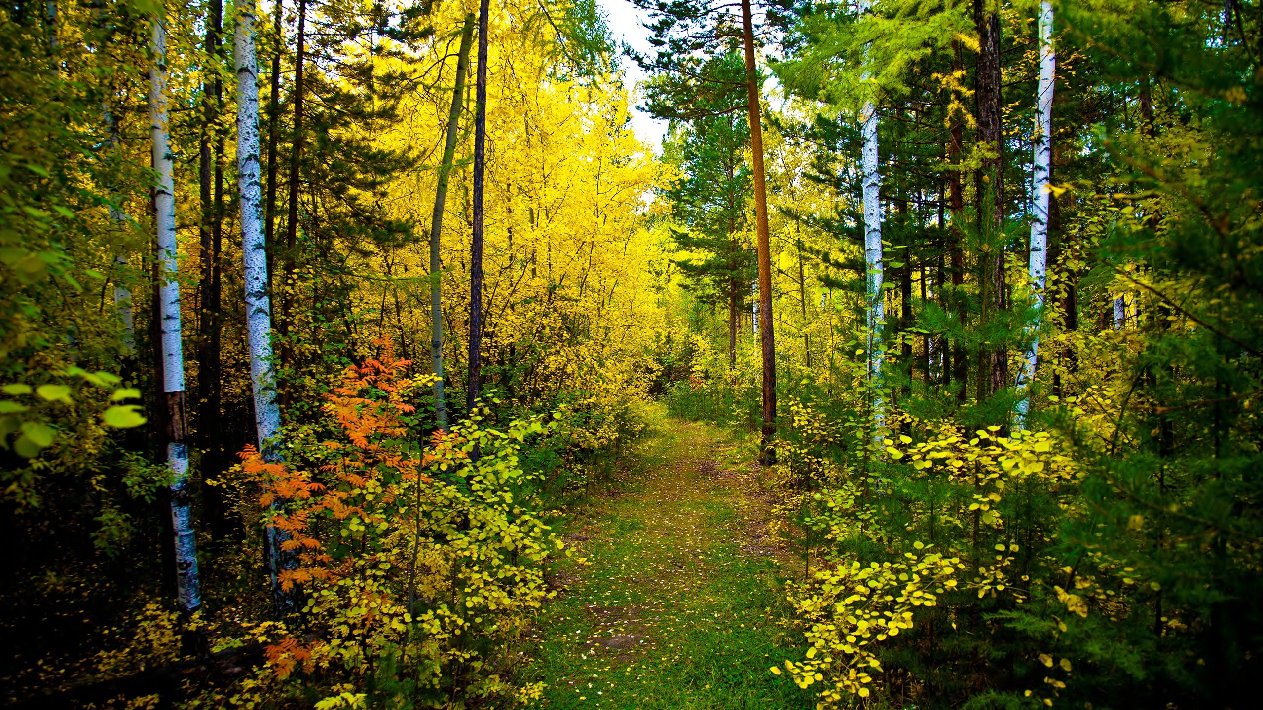 Baixe gratuitamente a imagem Floresta, Terra/natureza na área de trabalho do seu PC