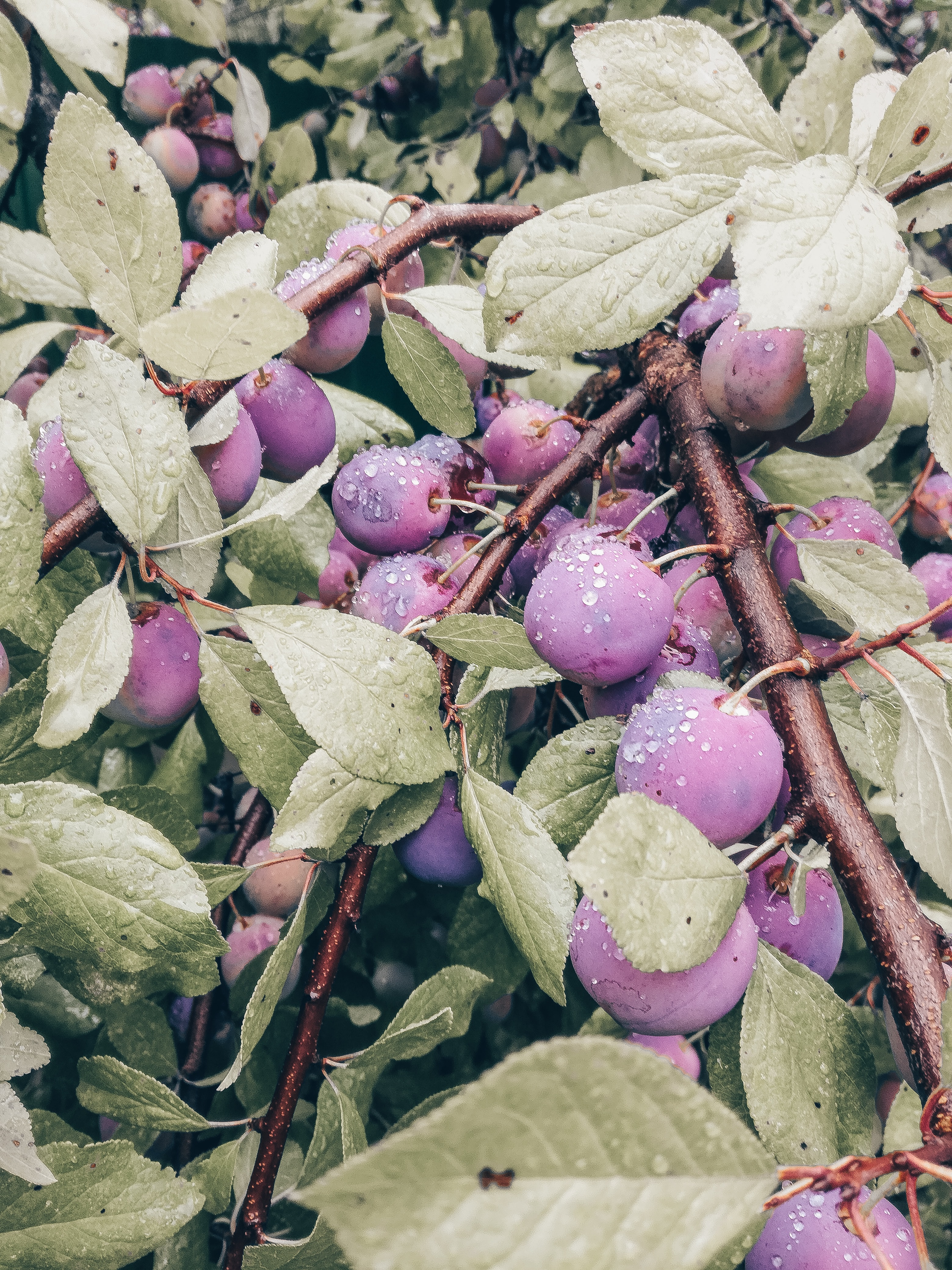 Download mobile wallpaper Plum, Leaves, Branch, Food, Fruits for free.