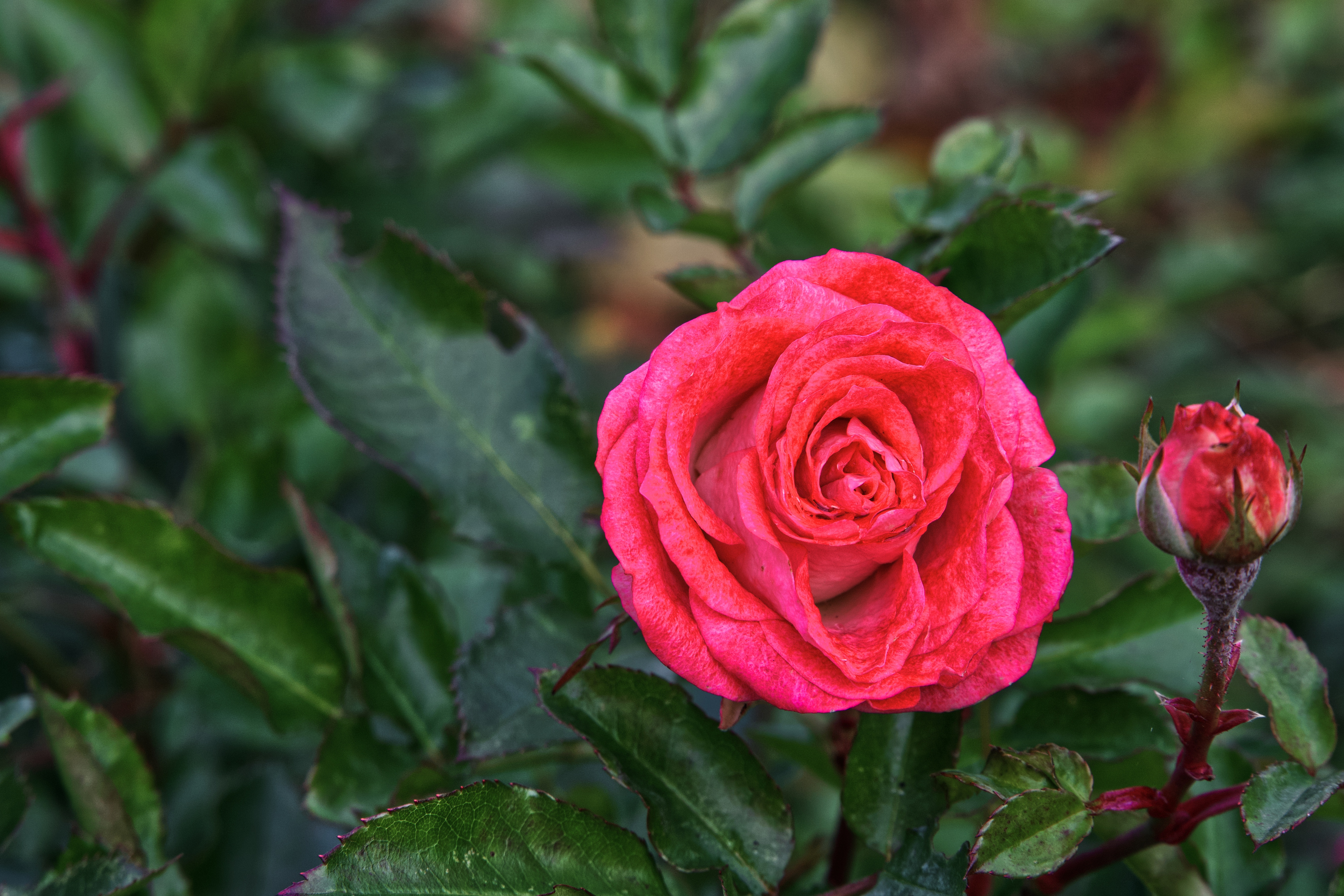 Download mobile wallpaper Flower, Rose, Bud, Earth, Petal for free.