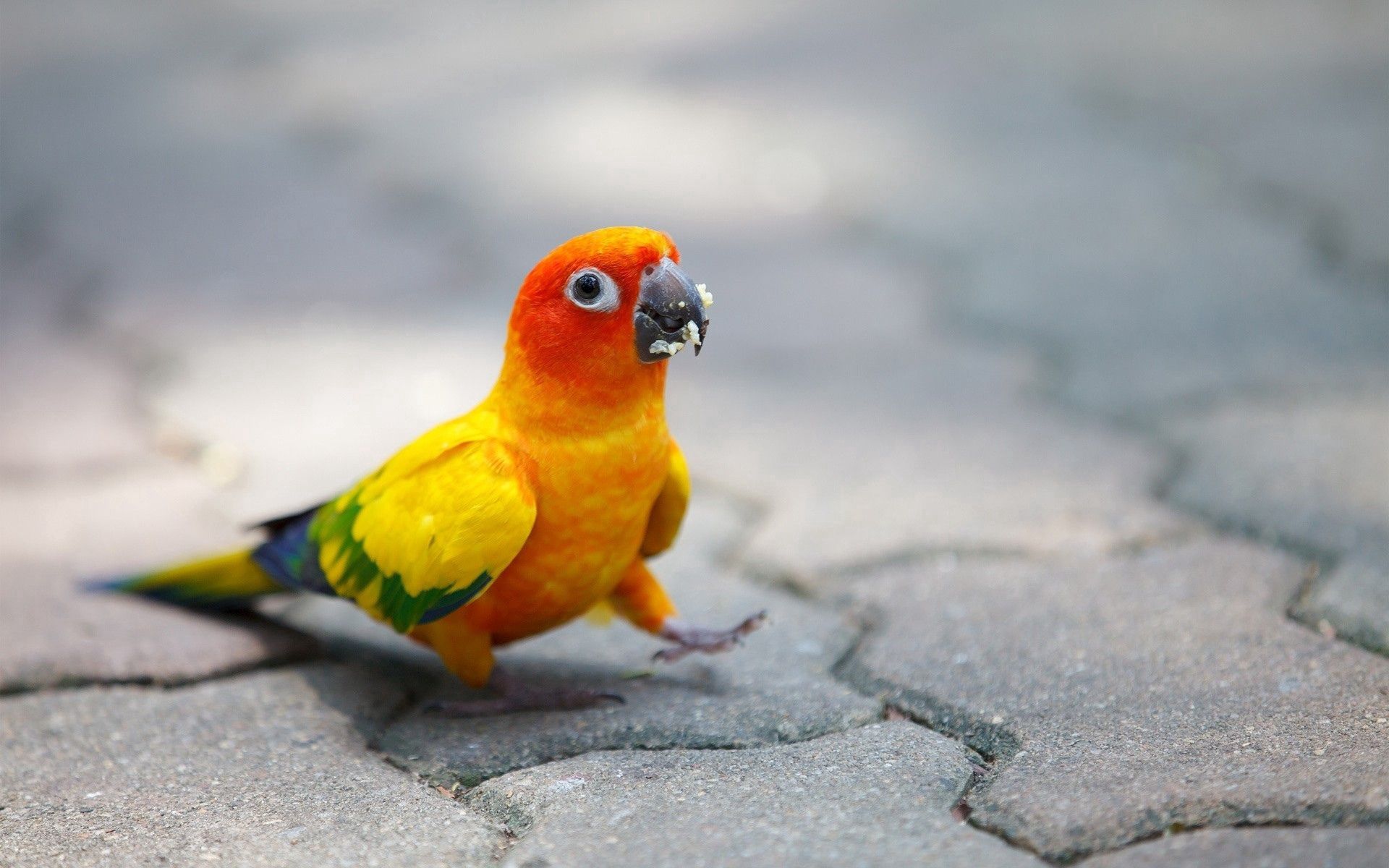 Download mobile wallpaper Animals, Stroll, Motley, Multicolored, Color, Parrots for free.