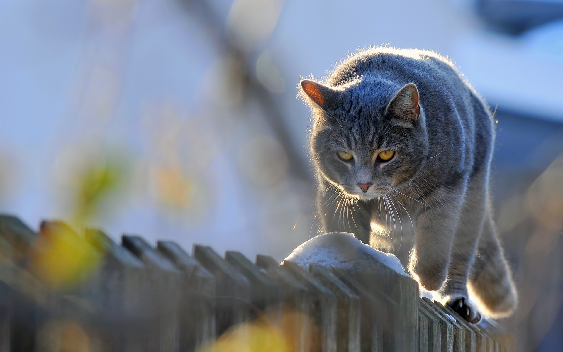 Baixar papel de parede para celular de Gato, Gatos, Animais gratuito.