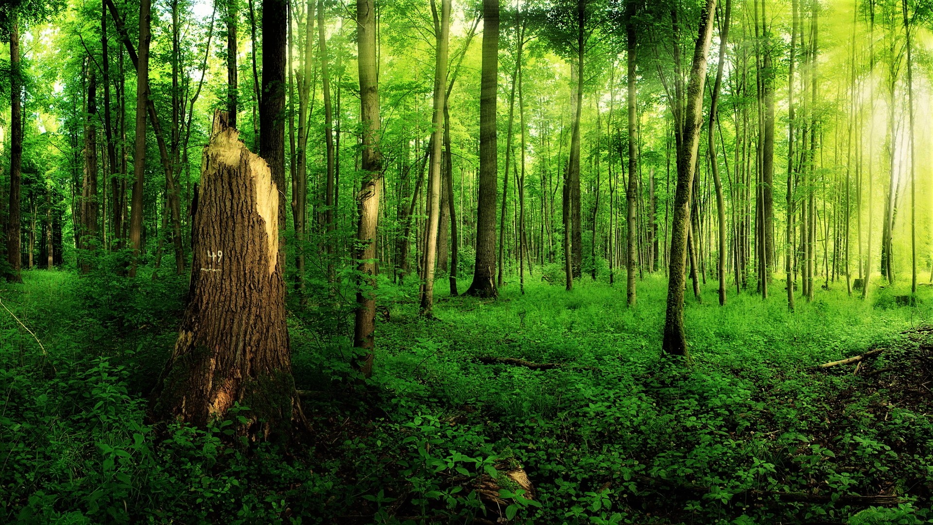 Baixe gratuitamente a imagem Floresta, Vegetação, Terra/natureza na área de trabalho do seu PC