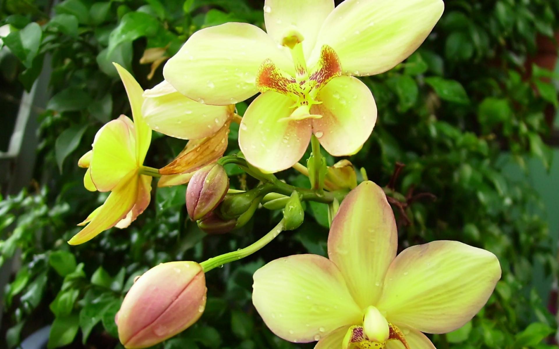 Téléchargez gratuitement l'image Fleurs, Fleur, Orchidée, Terre/nature sur le bureau de votre PC