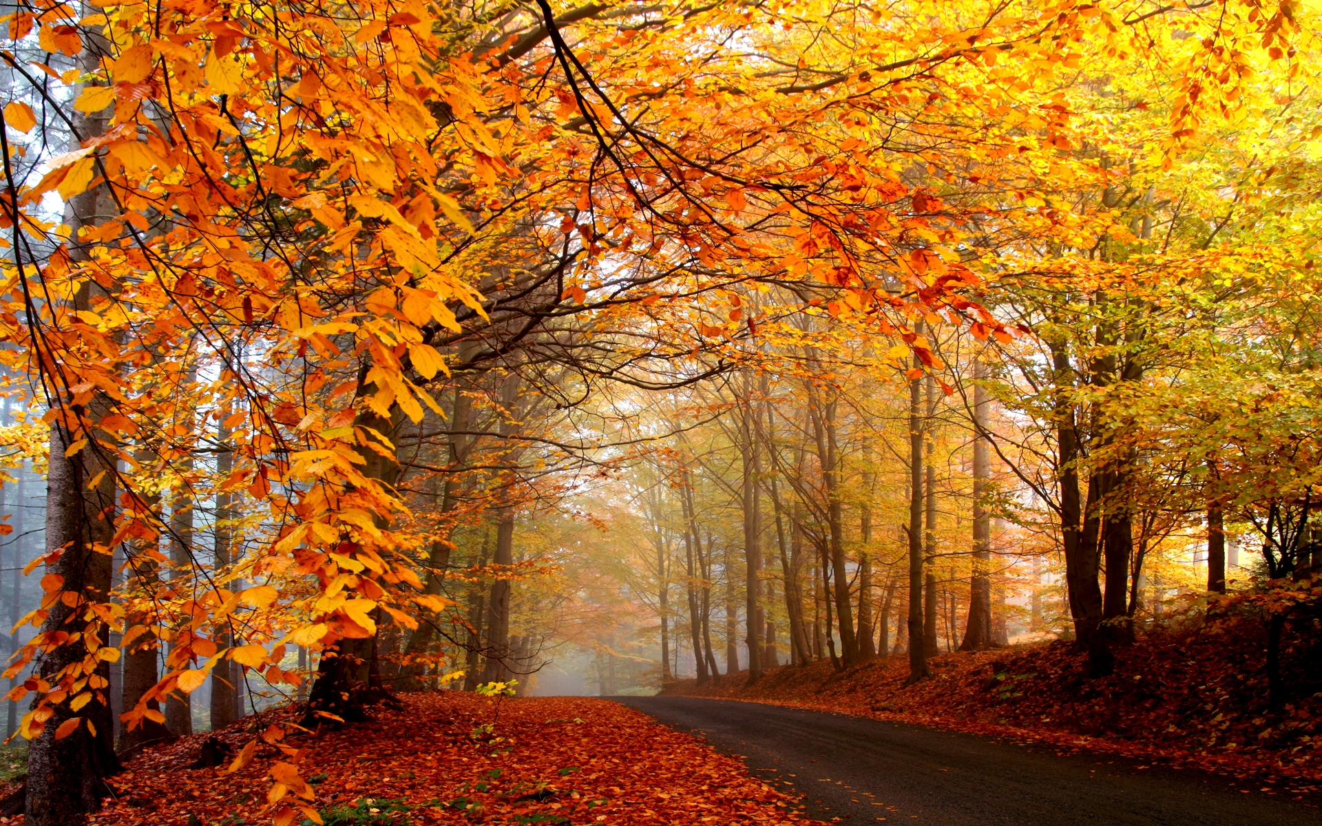 leaf, road, earth, fall, forest, landscape, season