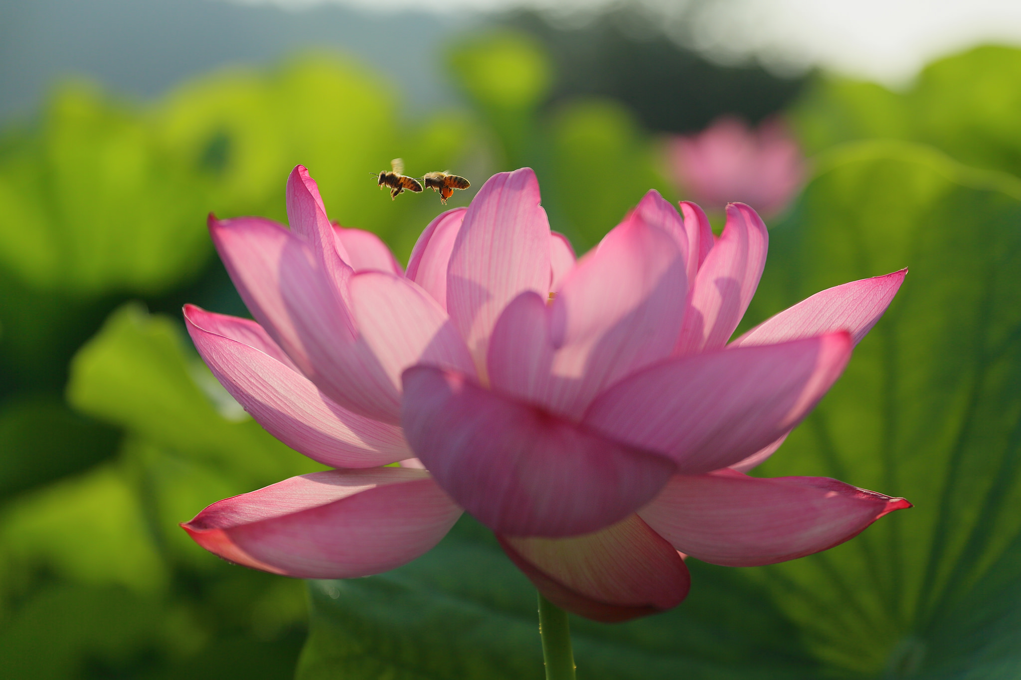 Descarga gratuita de fondo de pantalla para móvil de Loto, De Cerca, Flores, Tierra/naturaleza.