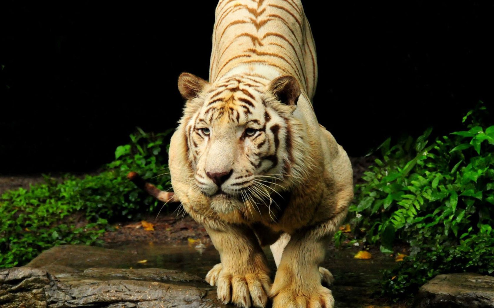 124325 Hintergrundbild herunterladen große katze, tiere, tiger, schnauze, raubtier, predator, big cat - Bildschirmschoner und Bilder kostenlos