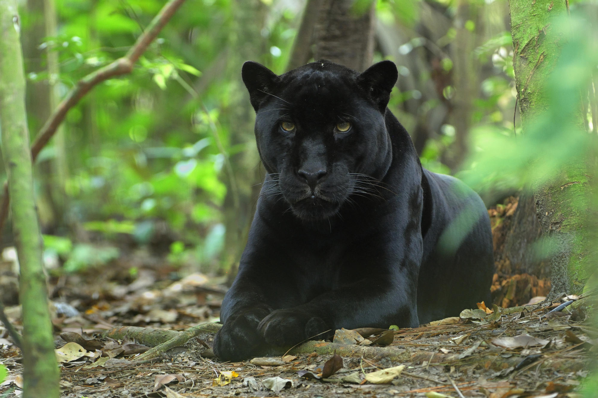 169351 Hintergrundbild herunterladen tiere, schwarzer panther, katzen - Bildschirmschoner und Bilder kostenlos