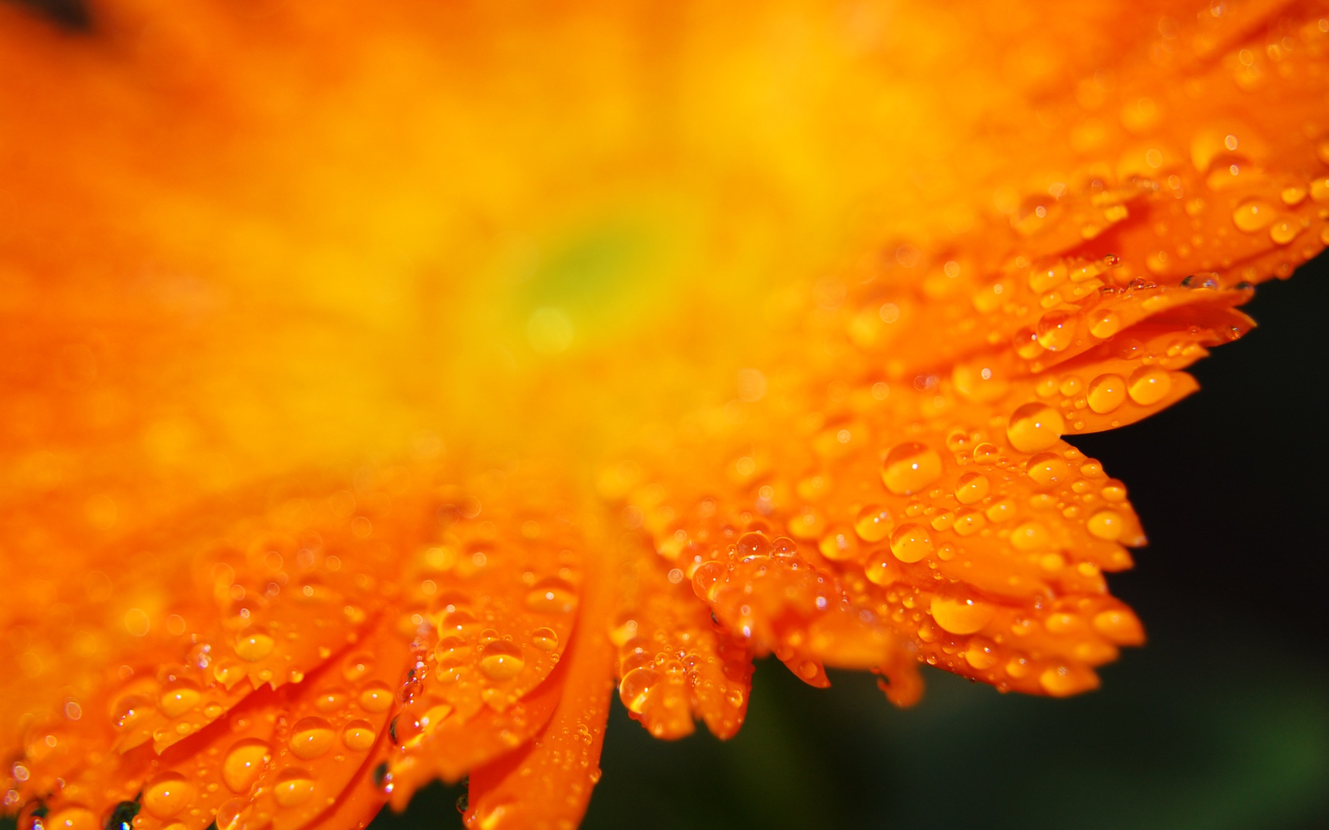 Téléchargez gratuitement l'image Fleurs, Fleur, Terre/nature sur le bureau de votre PC