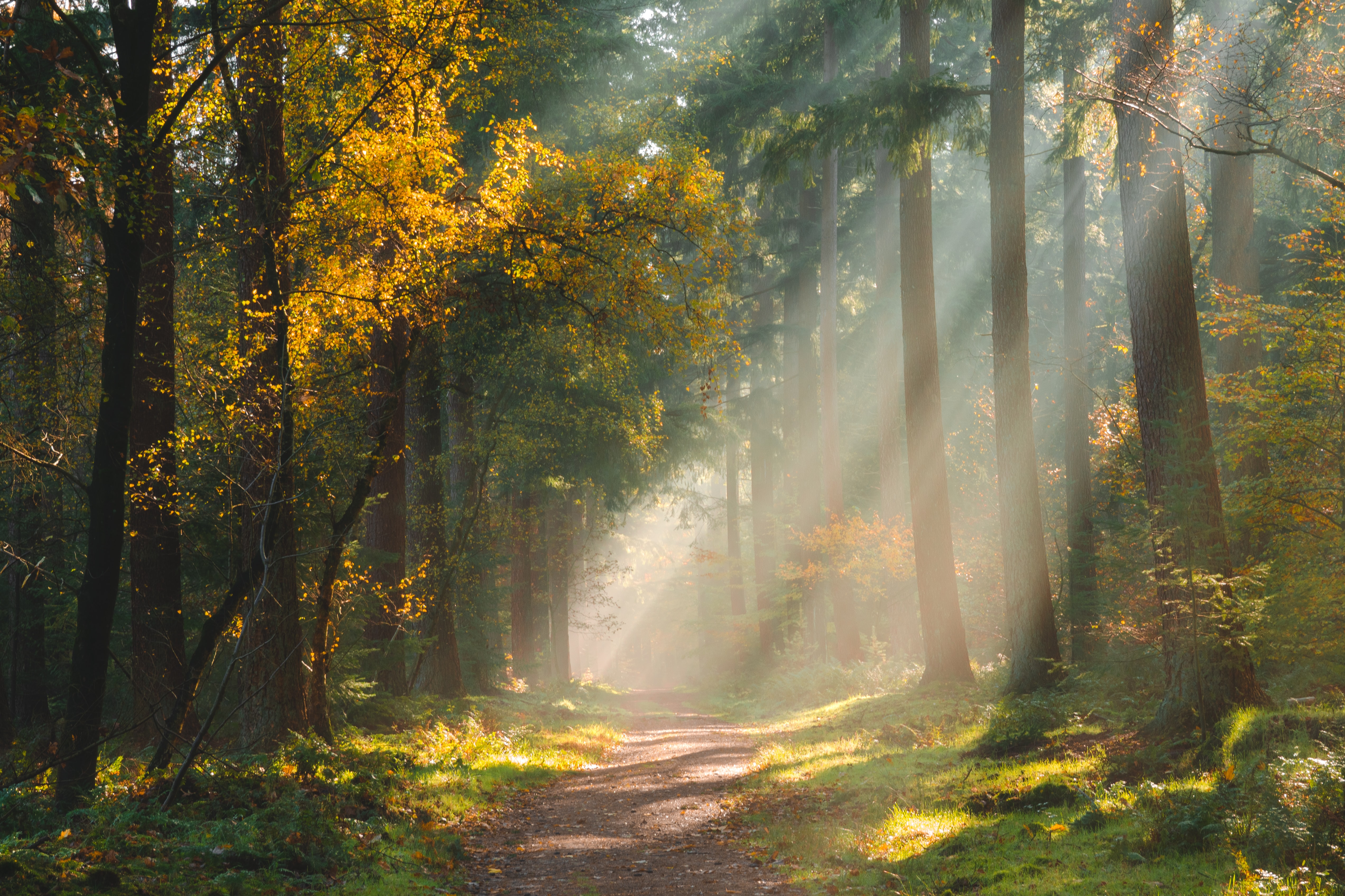 trees, light, nature, shine, forest, path