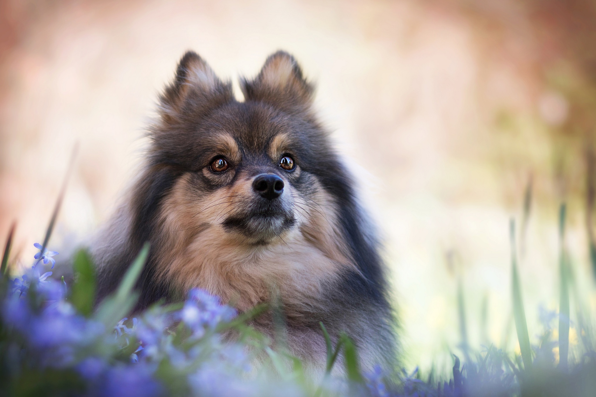 Free download wallpaper Dogs, Dog, Animal, Spitz on your PC desktop