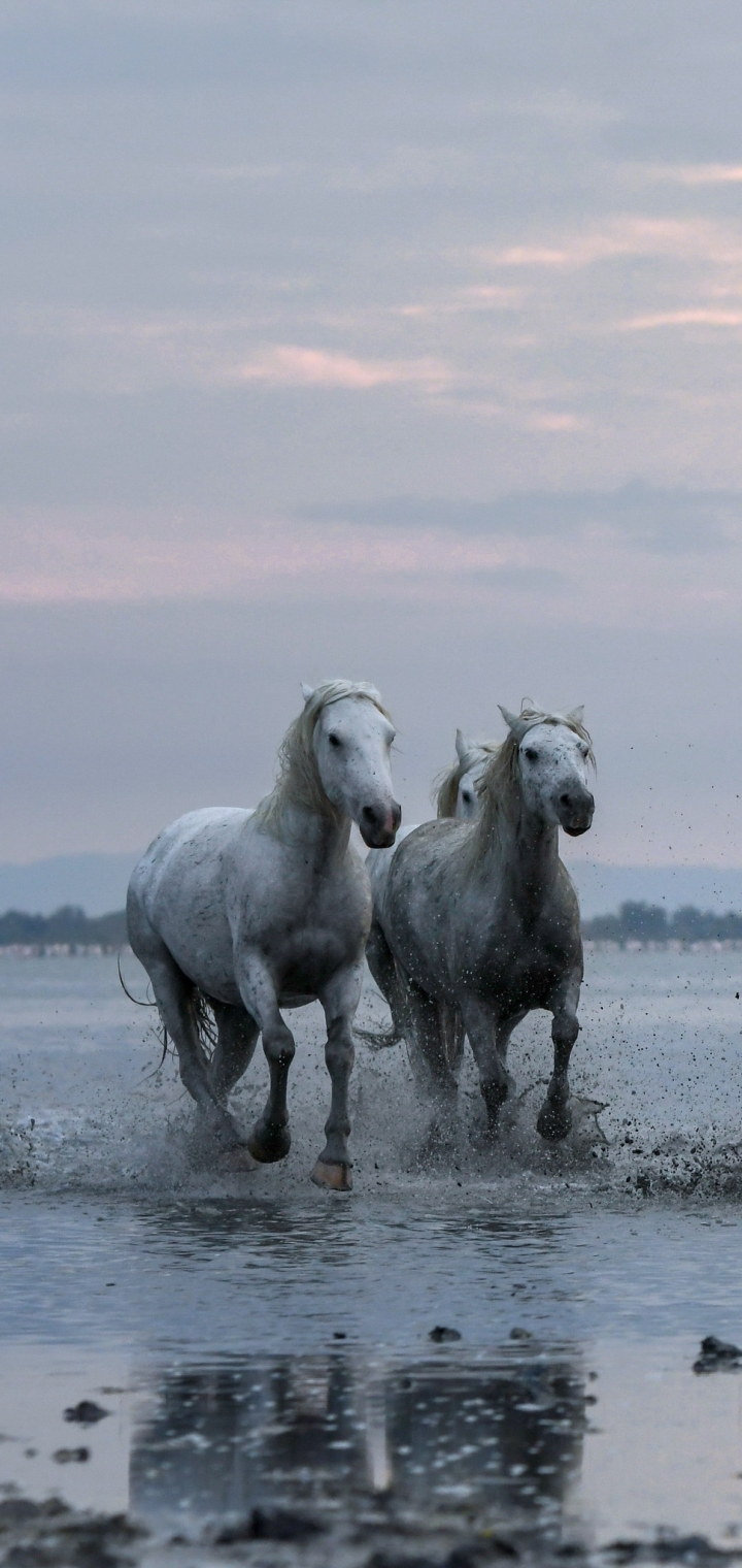 Handy-Wallpaper Tiere, Hauspferd kostenlos herunterladen.