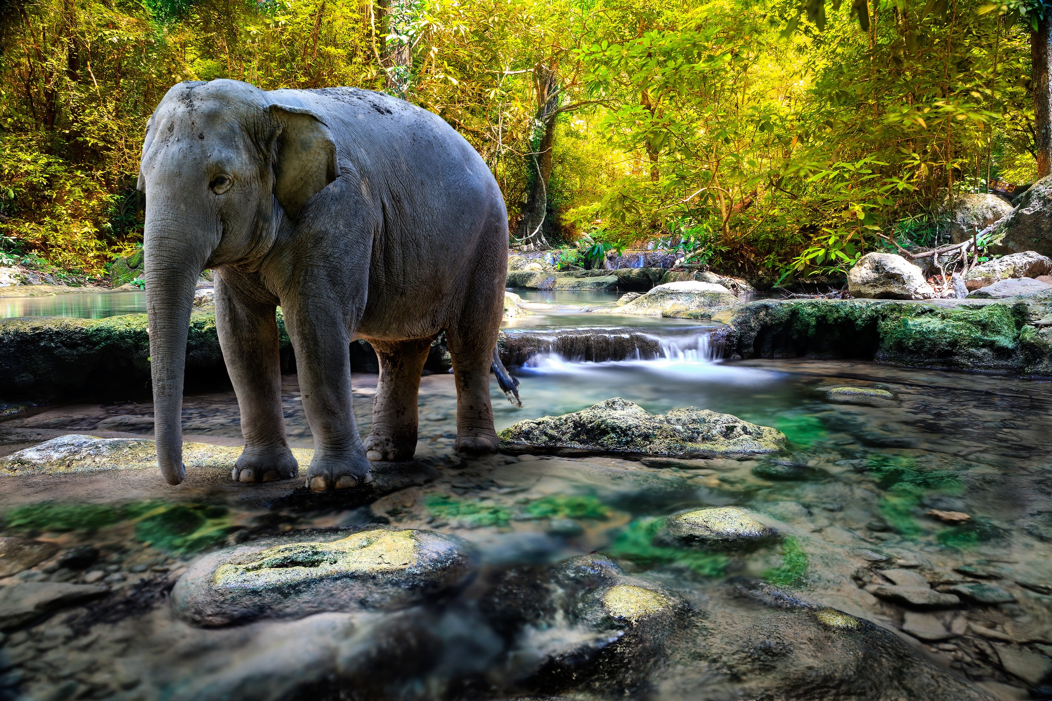 126316 télécharger l'image animaux, eau, éléphant, arbres, noyaux, l'éléphant - fonds d'écran et économiseurs d'écran gratuits