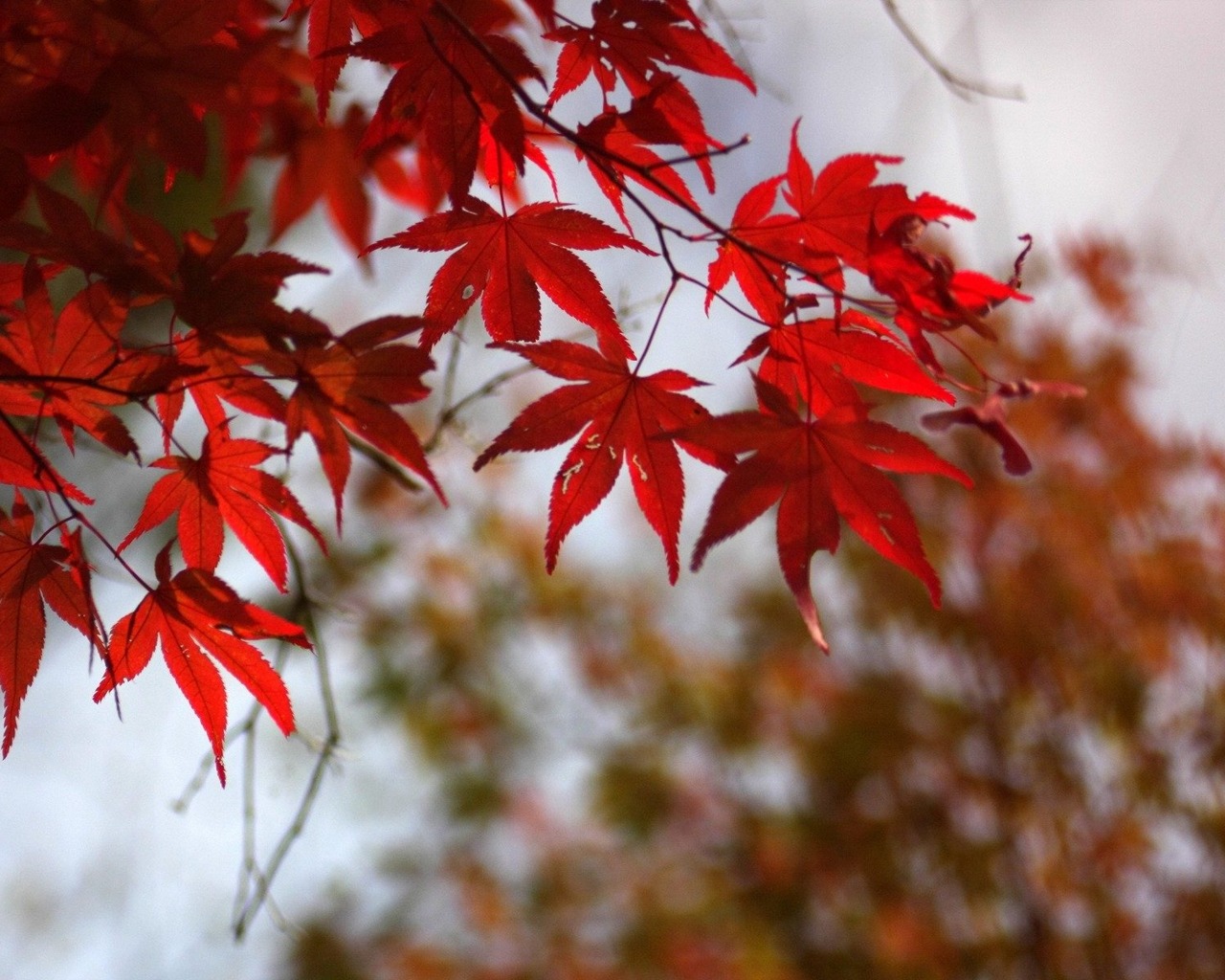 Laden Sie das Blatt, Erde/natur-Bild kostenlos auf Ihren PC-Desktop herunter