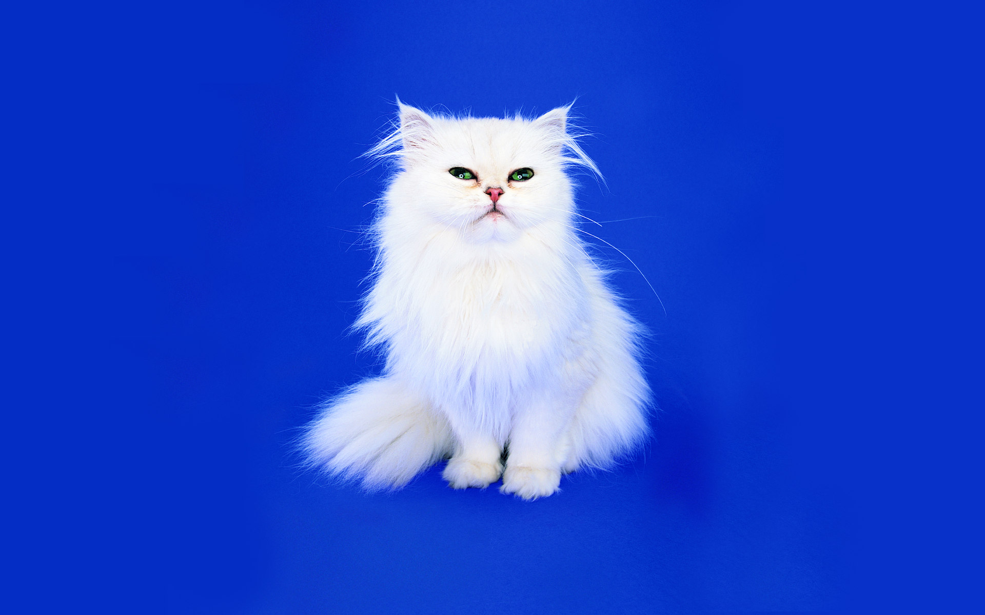 animal, cat, fluffy, green eyes, persian cat, white, cats
