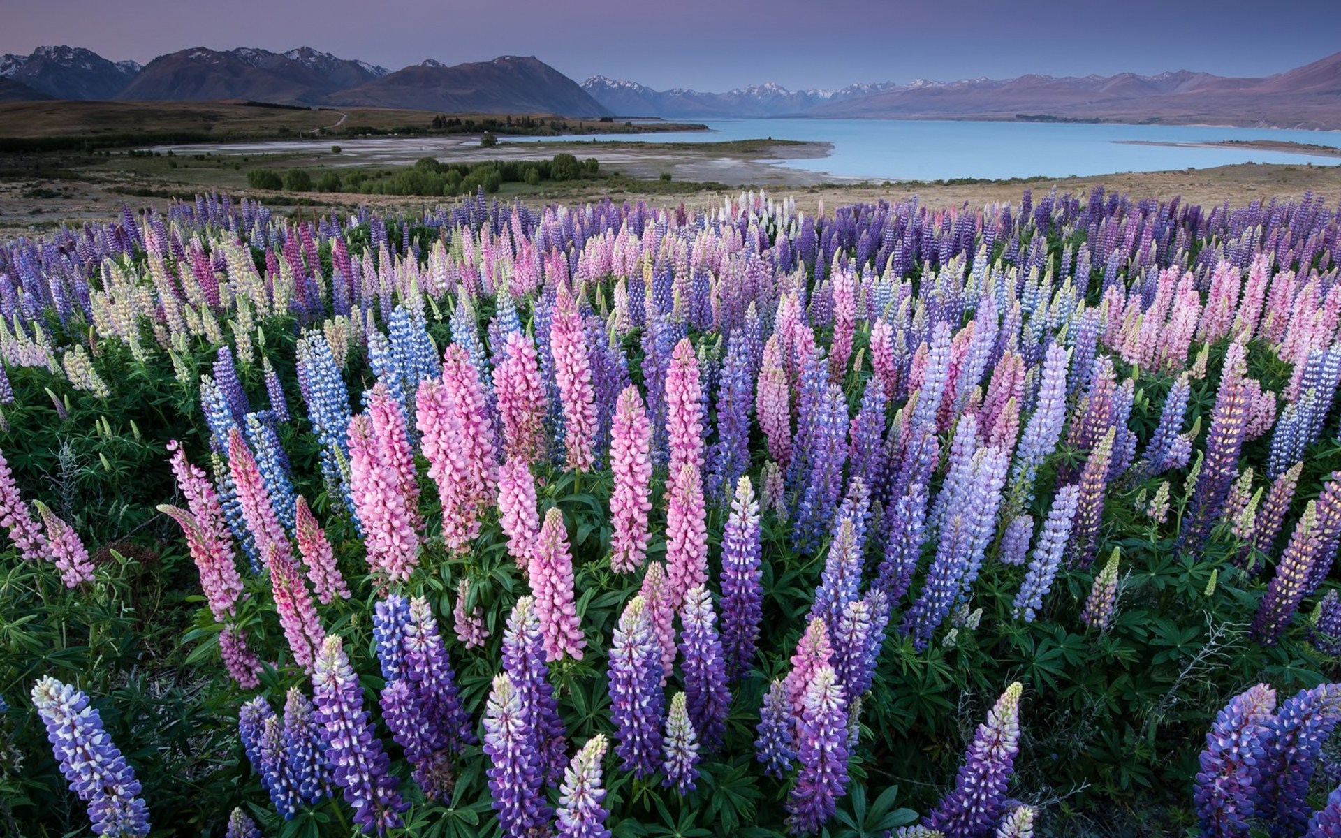 321017 Hintergrundbild herunterladen erde/natur, blume, lupinen, blumen - Bildschirmschoner und Bilder kostenlos