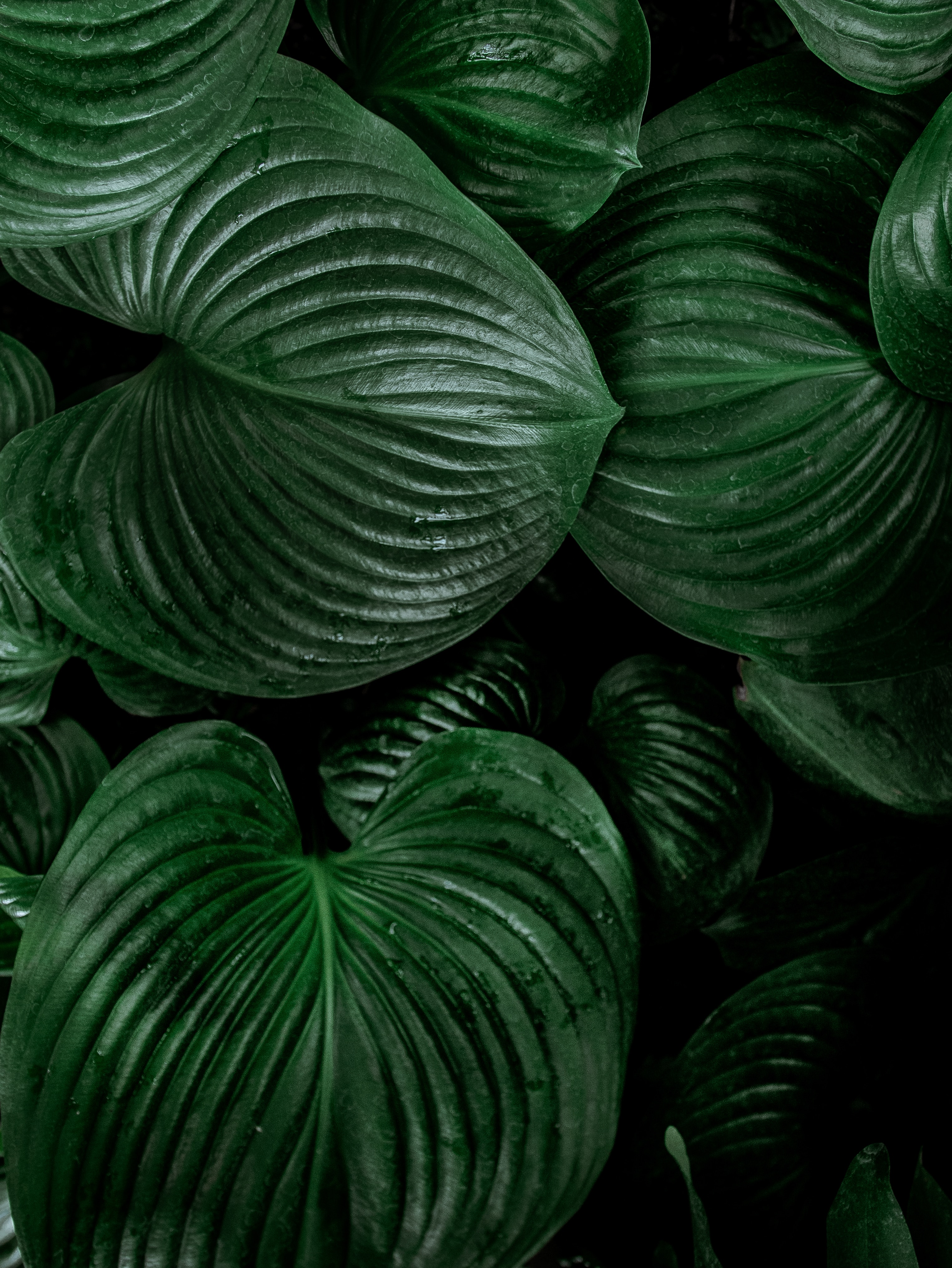 leaves, plant, green, nature, lily HD wallpaper