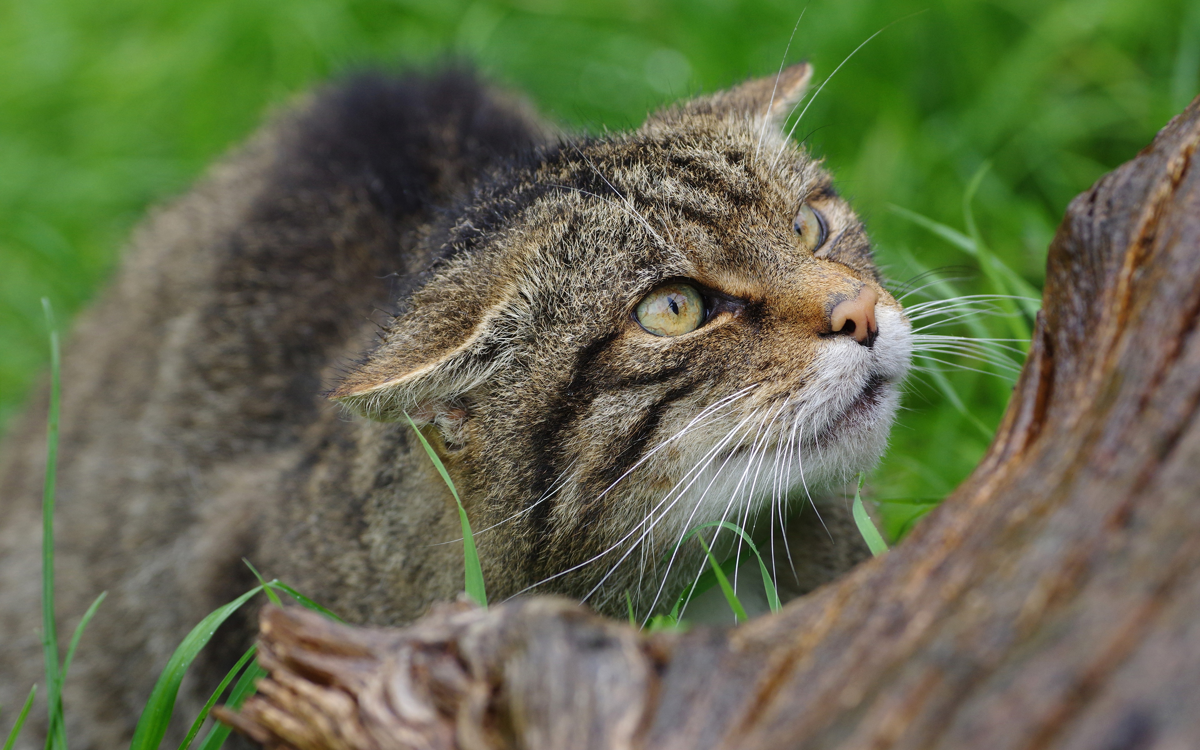 Handy-Wallpaper Katze, Katzen, Tiere kostenlos herunterladen.