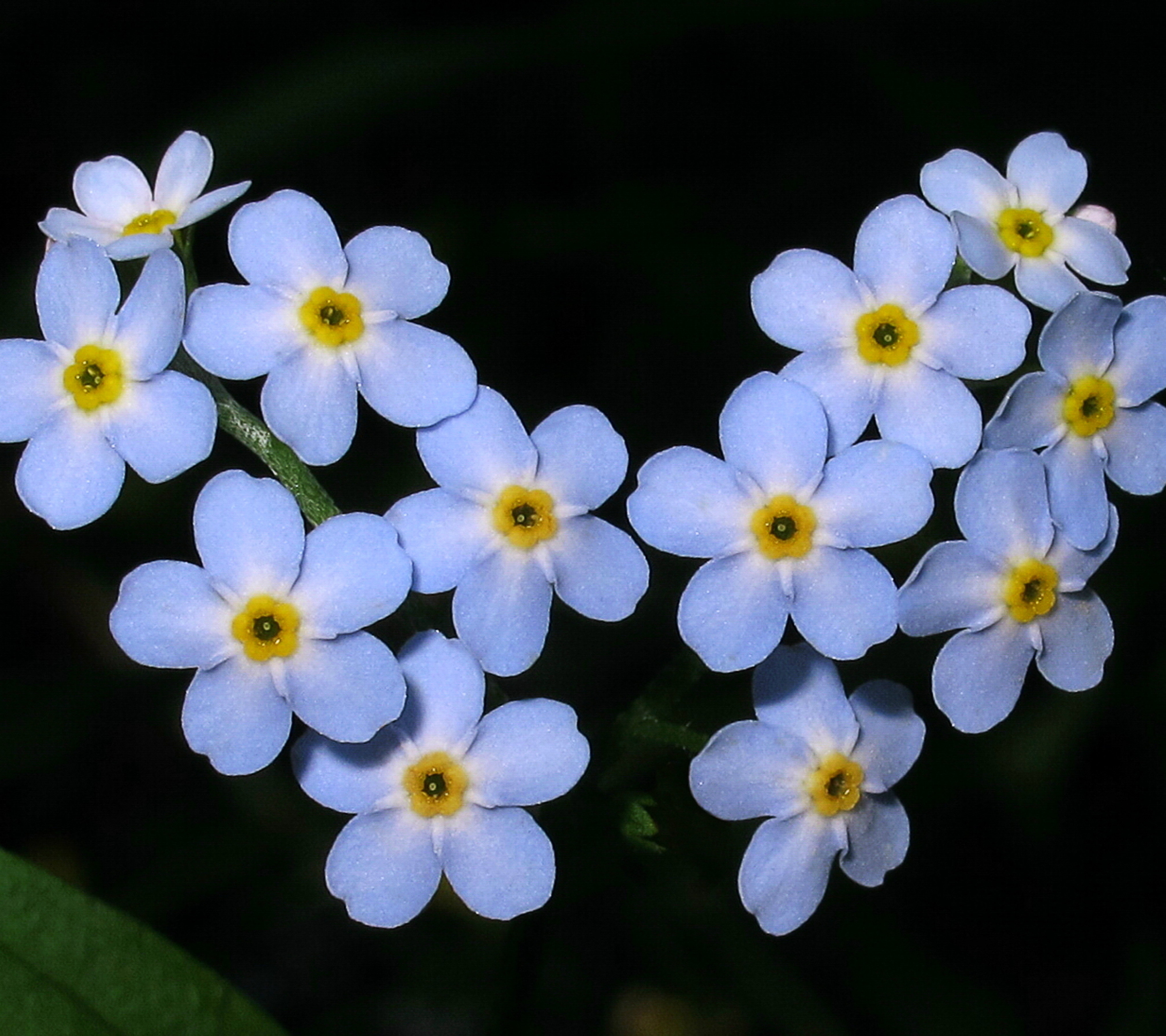Free download wallpaper Flowers, Earth, Forget Me Not on your PC desktop