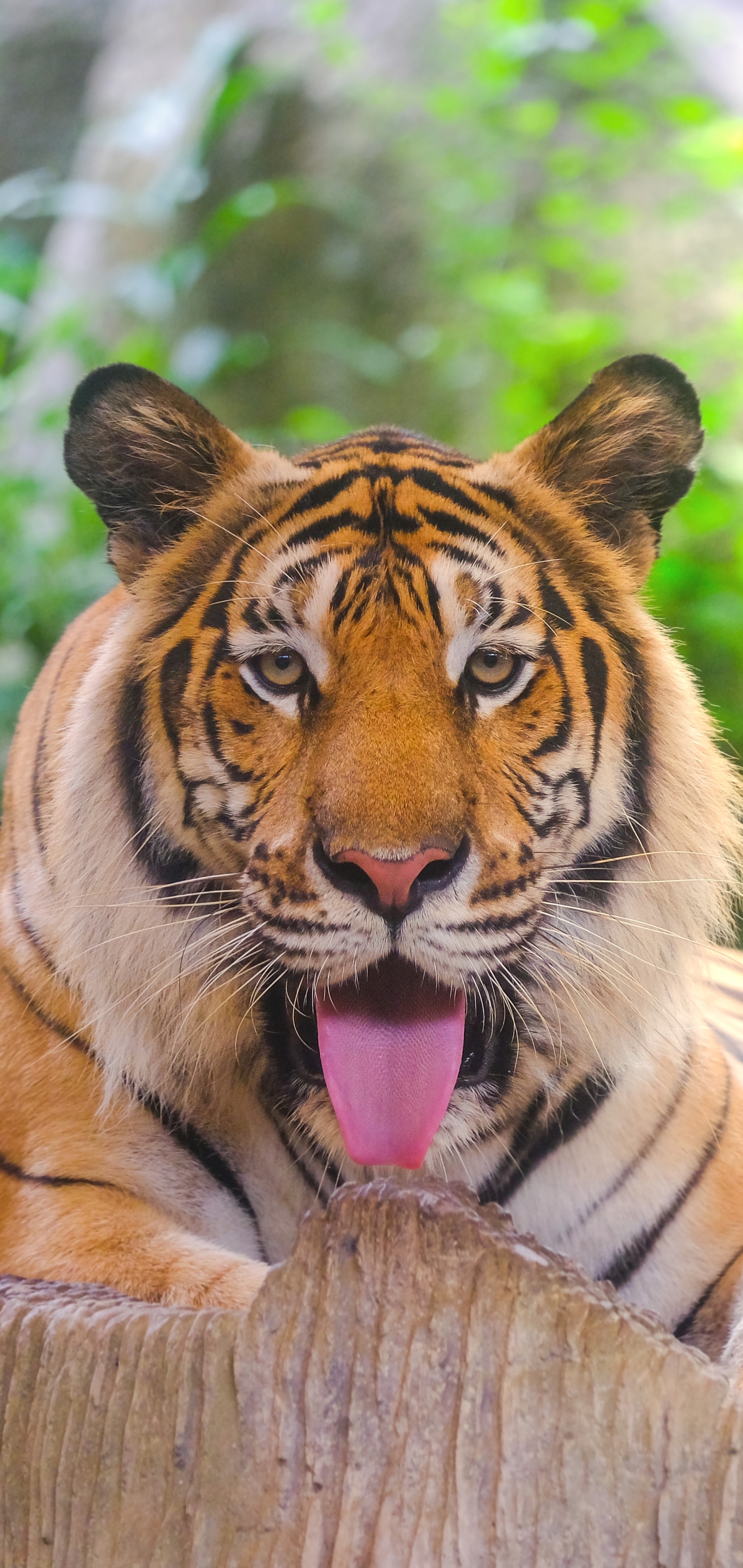 1166063 descargar imagen animales, tigre, tigre de amur, gatos: fondos de pantalla y protectores de pantalla gratis