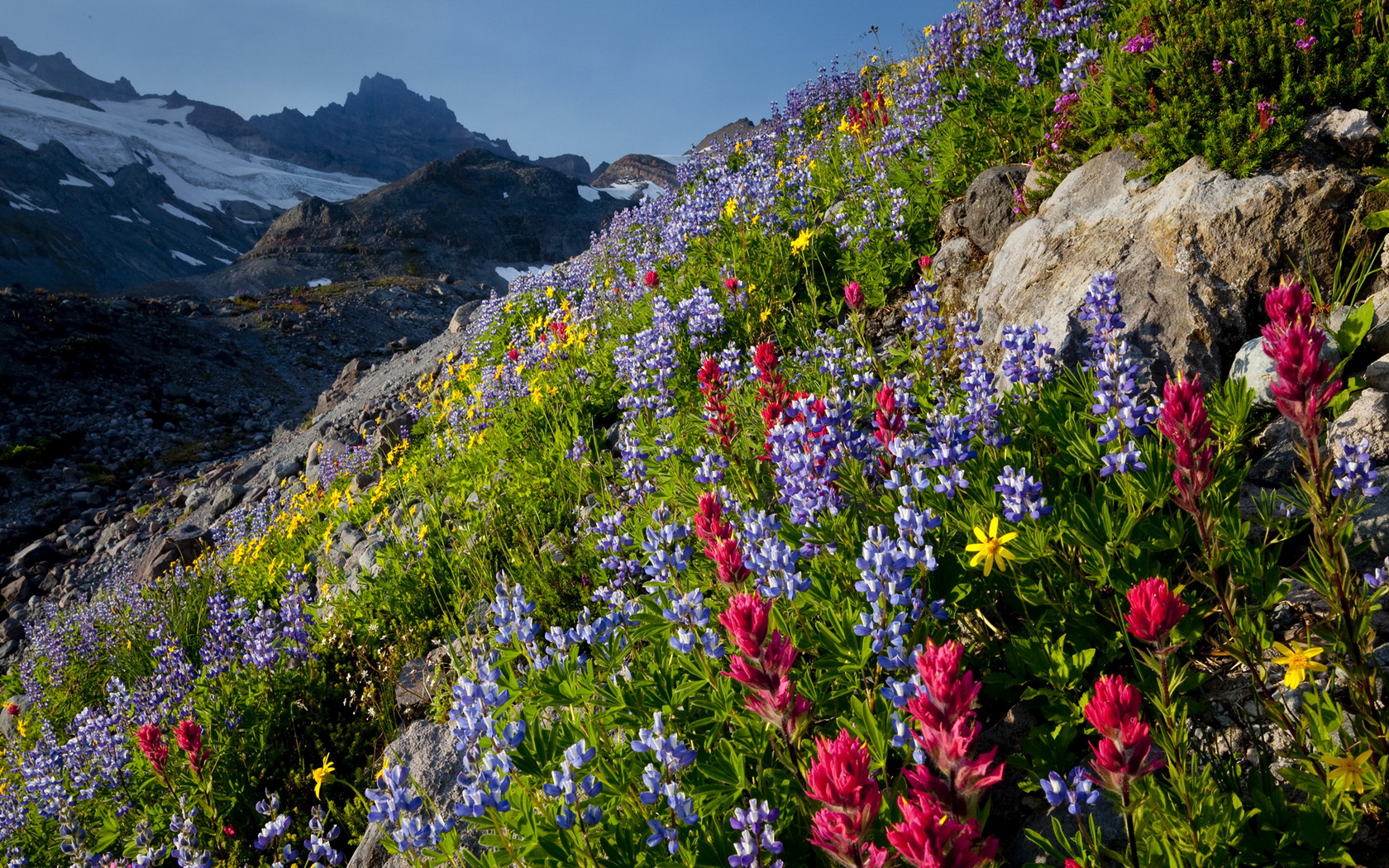 Free download wallpaper Flower, Earth on your PC desktop