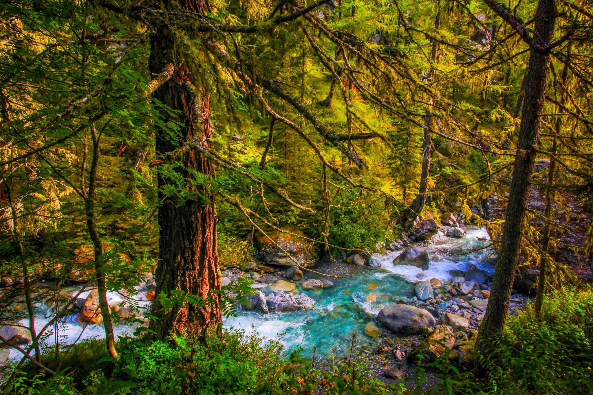 Téléchargez gratuitement l'image Forêt, Arbre, Flux, Terre/nature sur le bureau de votre PC