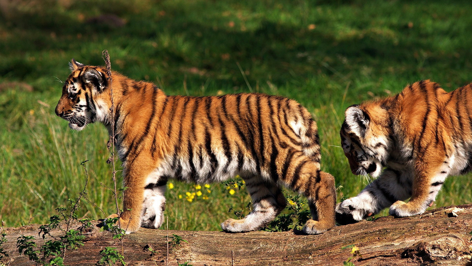 Free download wallpaper Cats, Tiger, Animal on your PC desktop