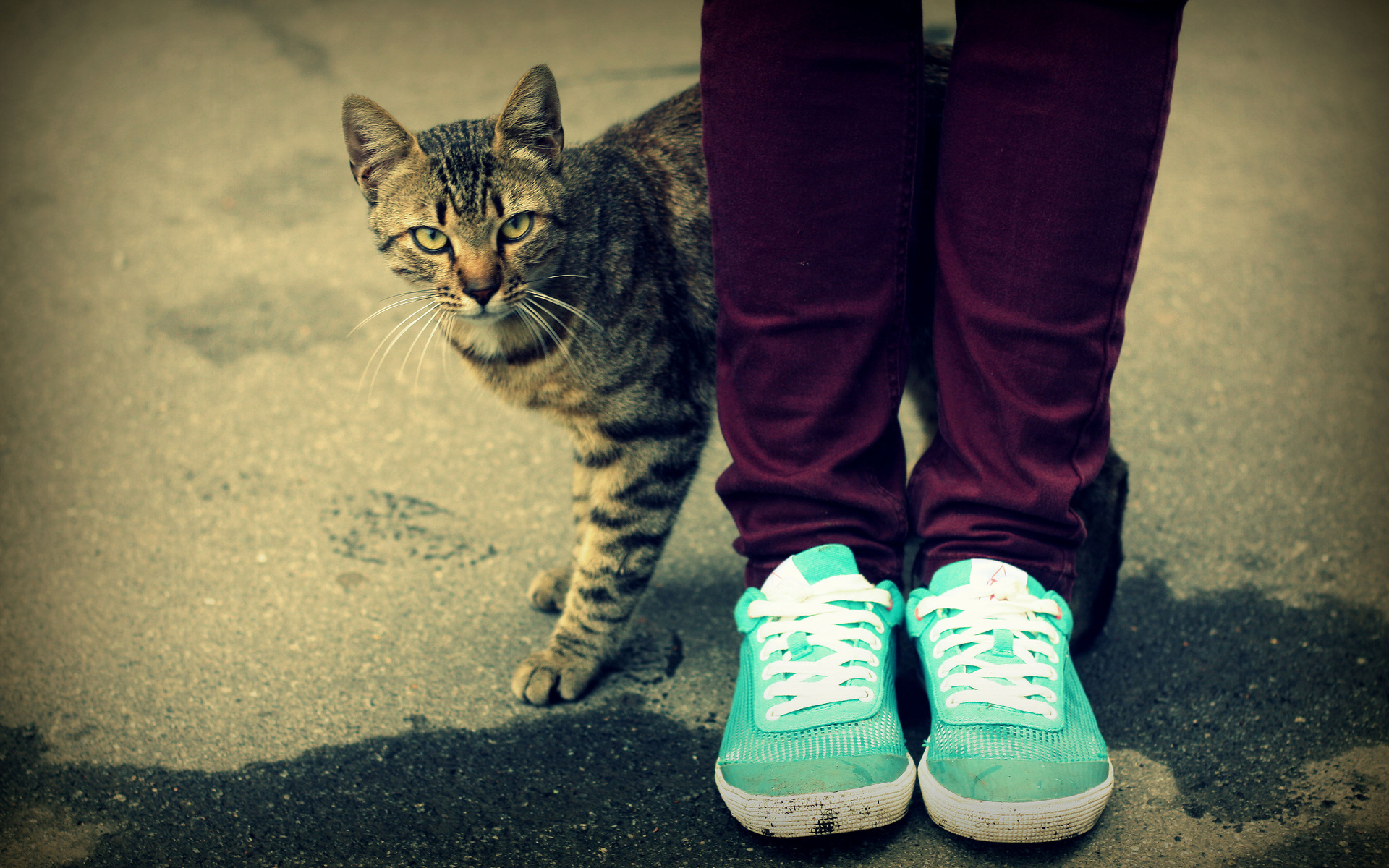 Handy-Wallpaper Katze, Katzen, Tiere kostenlos herunterladen.