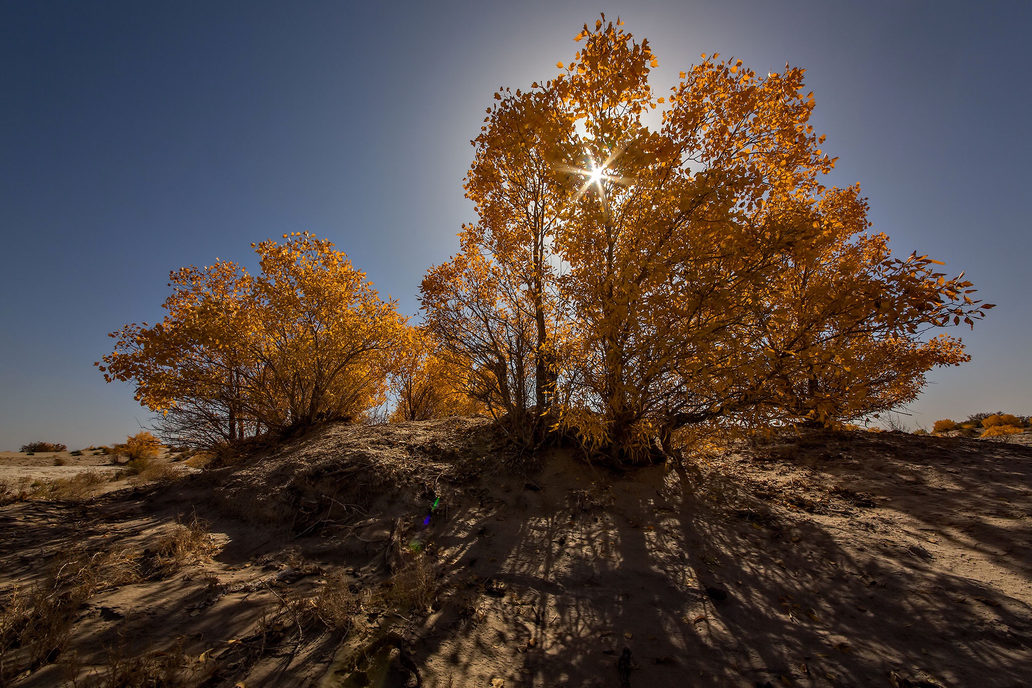 Laden Sie das Herbst, Baum, Hügel, Sonnenstrahl, Erde/natur-Bild kostenlos auf Ihren PC-Desktop herunter