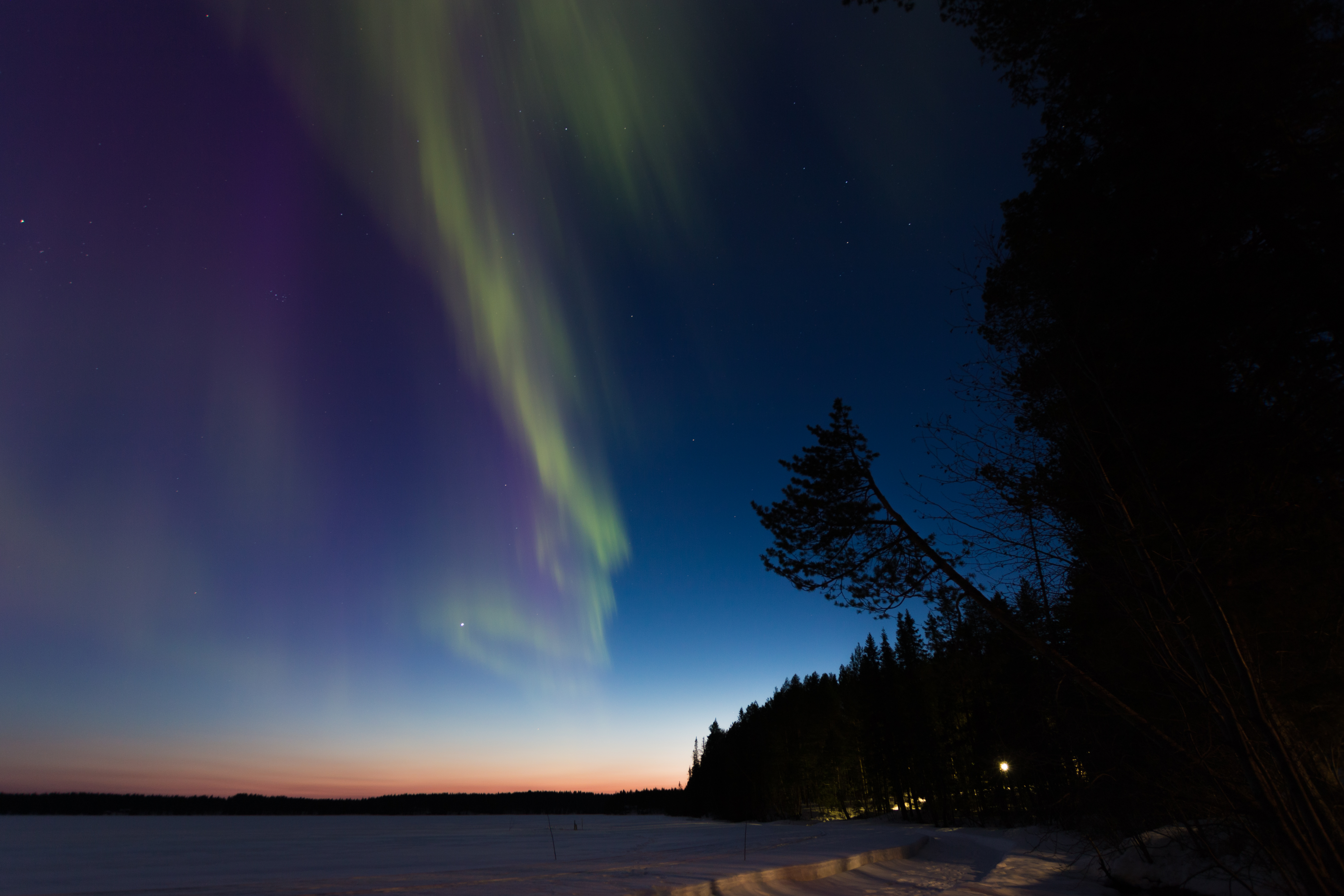 aurora borealis, dark, trees, winter, night, forest, northern lights 4K