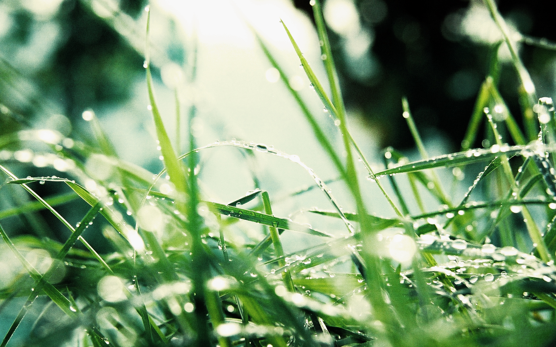 Free download wallpaper Grass, Earth on your PC desktop