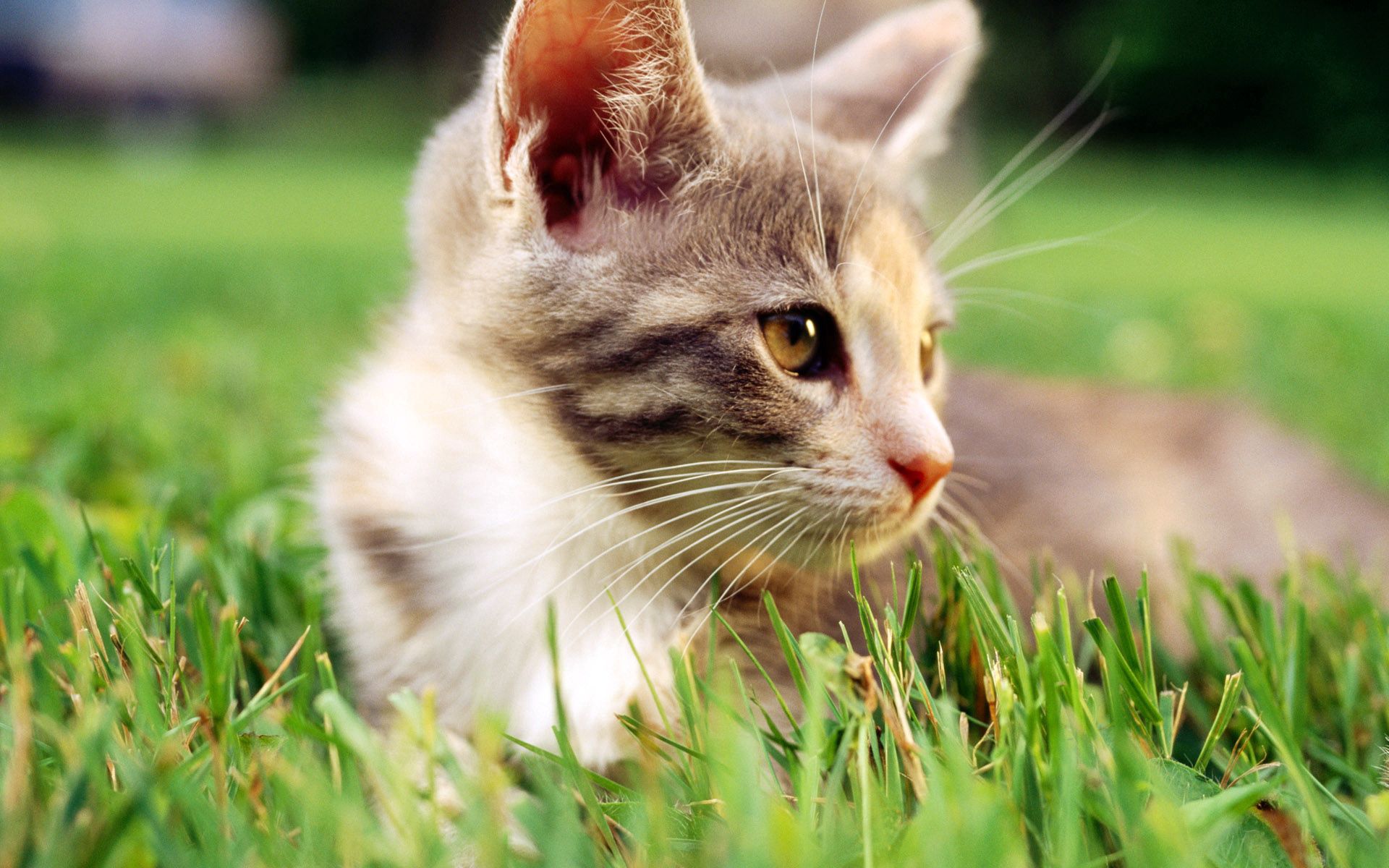 Download mobile wallpaper Sight, Opinion, Muzzle, Animals, Kitty, Grass, Kitten for free.