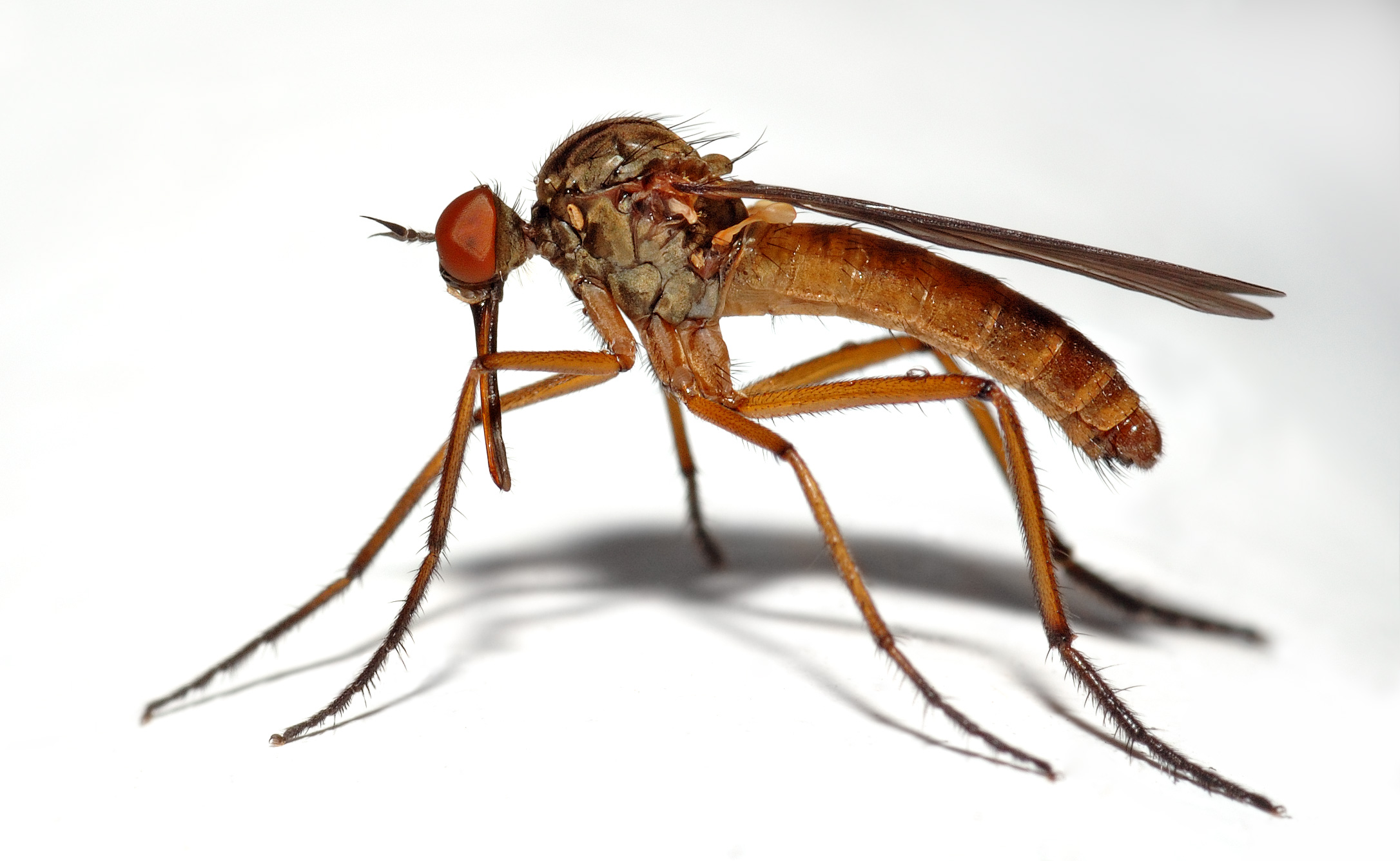 animal, mosquito, close up, insect, macro, midge