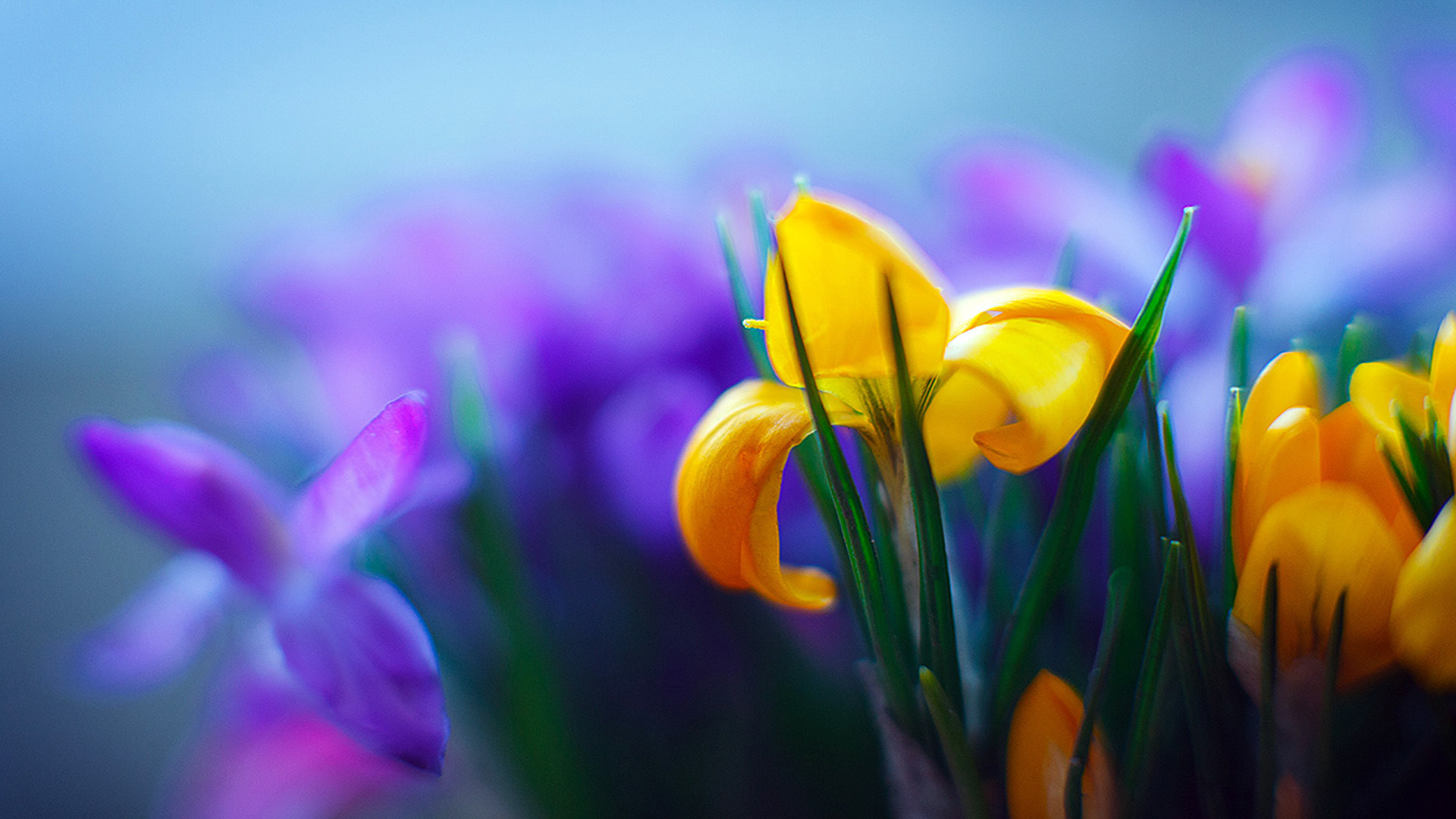 Téléchargez gratuitement l'image Fleurs, Fleur, Terre/nature sur le bureau de votre PC