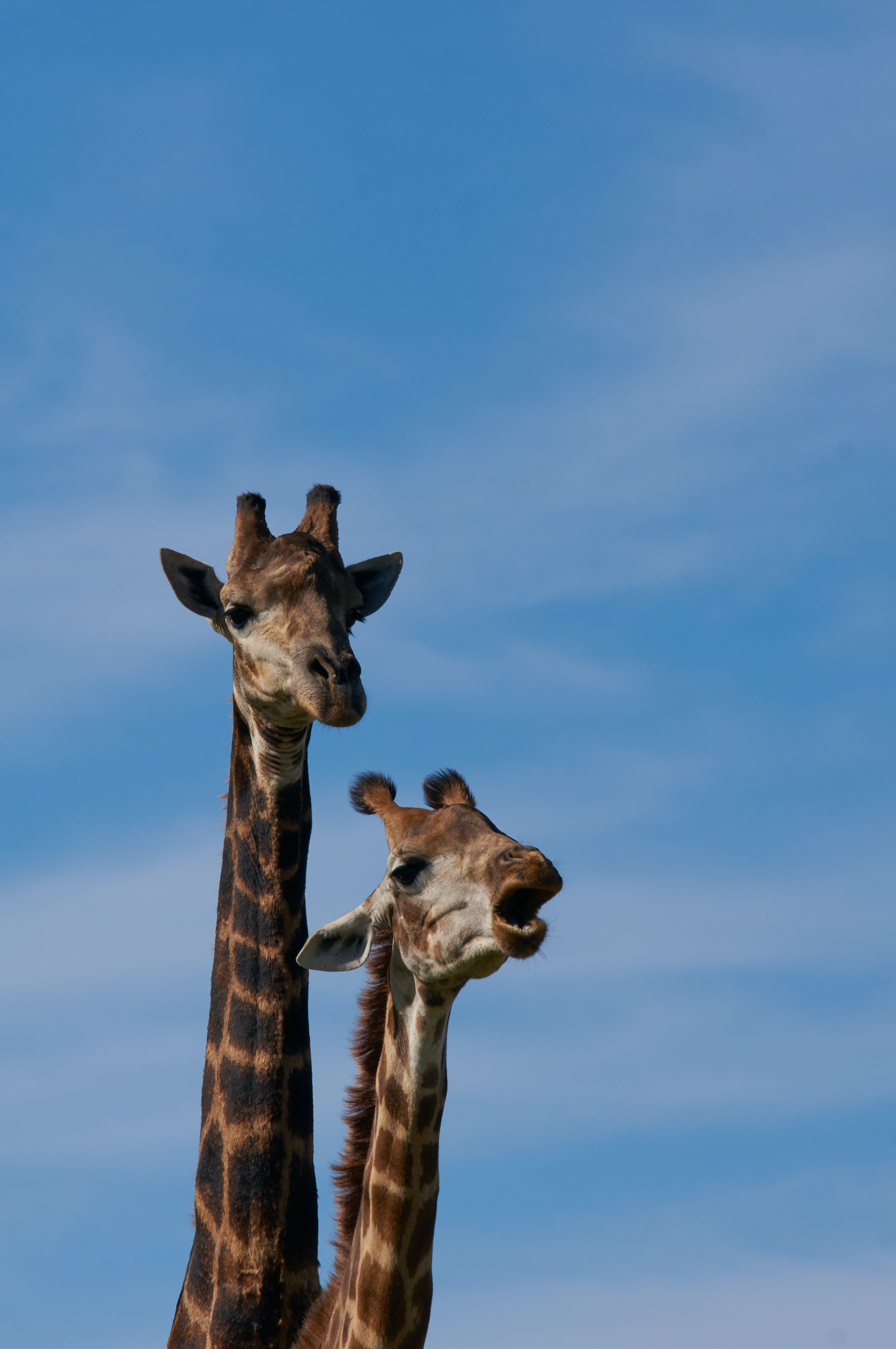 105710 télécharger l'image animaux, taches, girafe, cou - fonds d'écran et économiseurs d'écran gratuits