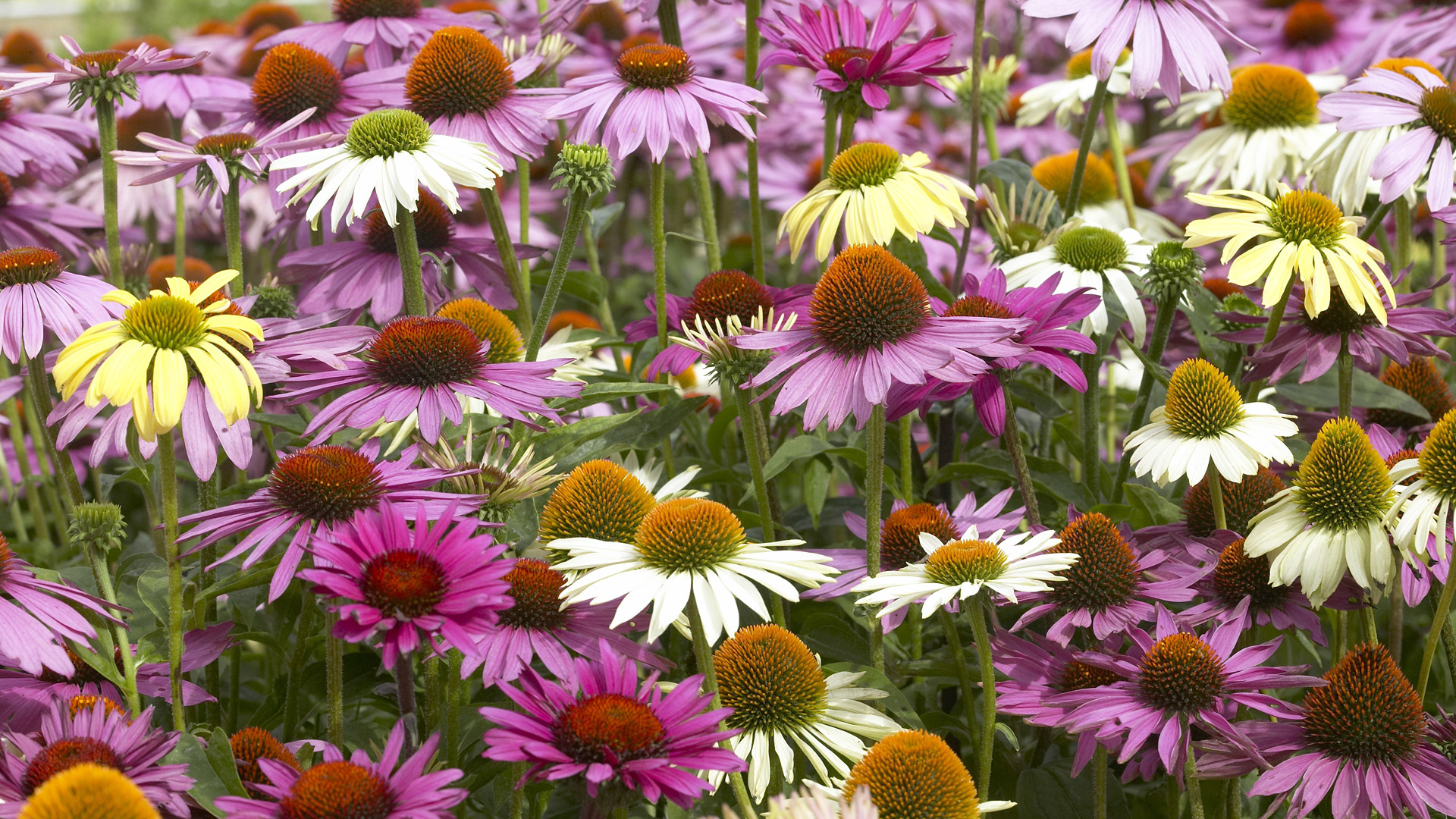 Téléchargez gratuitement l'image Fleurs, Fleur, Terre/nature sur le bureau de votre PC