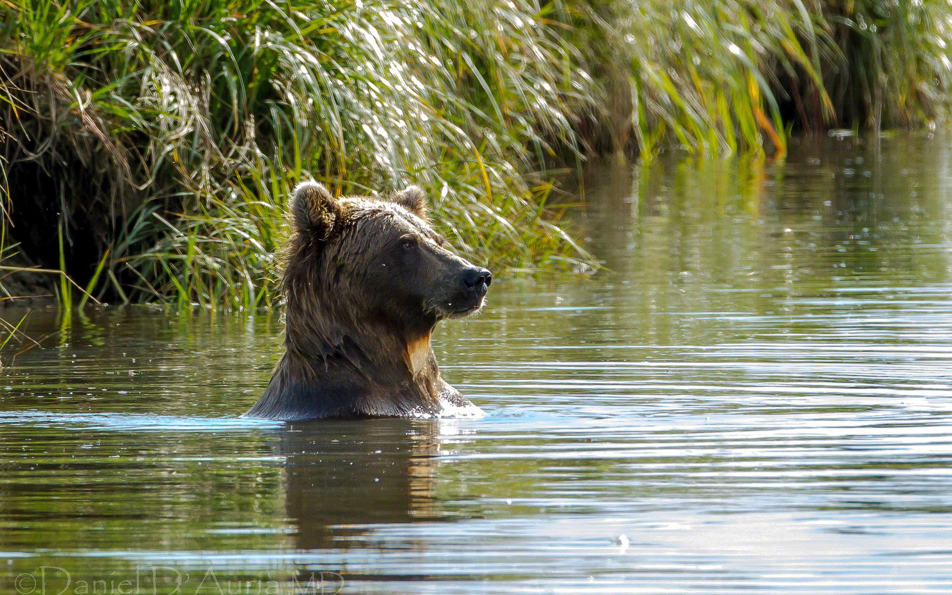 Handy-Wallpaper Bären, Bär, Wasser, Tiere kostenlos herunterladen.