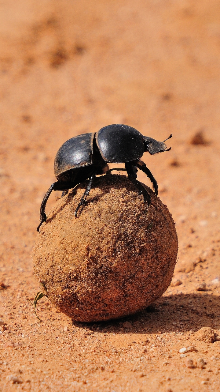 animal, dung beetle cellphone