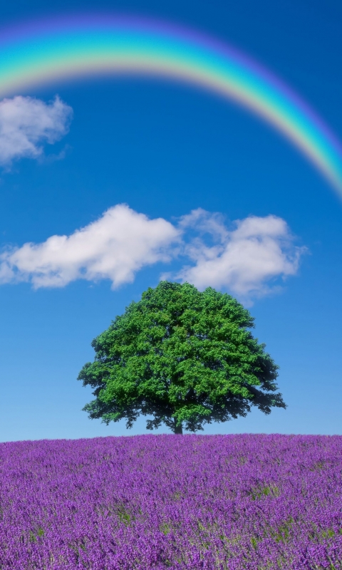 Download mobile wallpaper Nature, Flowers, Rainbow, Tree, Earth, Field, Lavender, Lonely Tree for free.